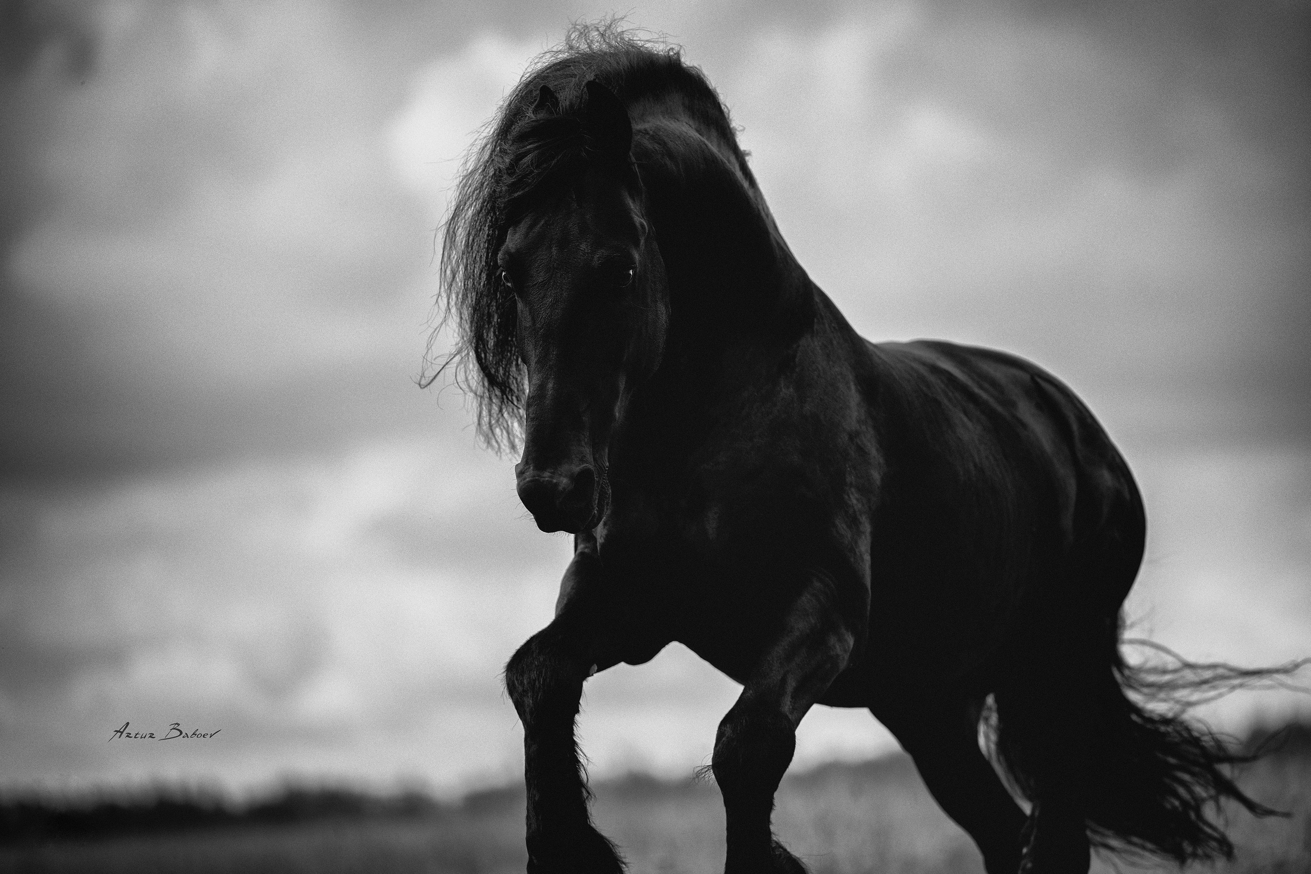 Gallery. Art photos of horses — ARTUR BABOEV | Photographer