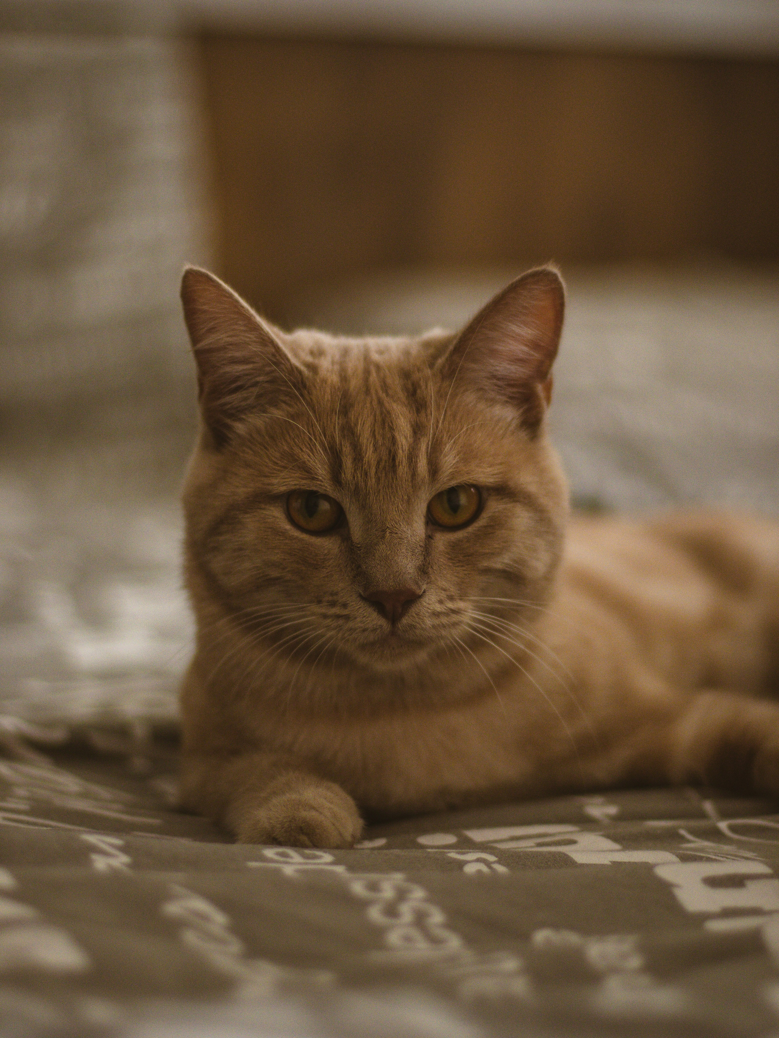 Домашняя съемка. Семейный фотограф в Ангарске Екатерина Трифонова