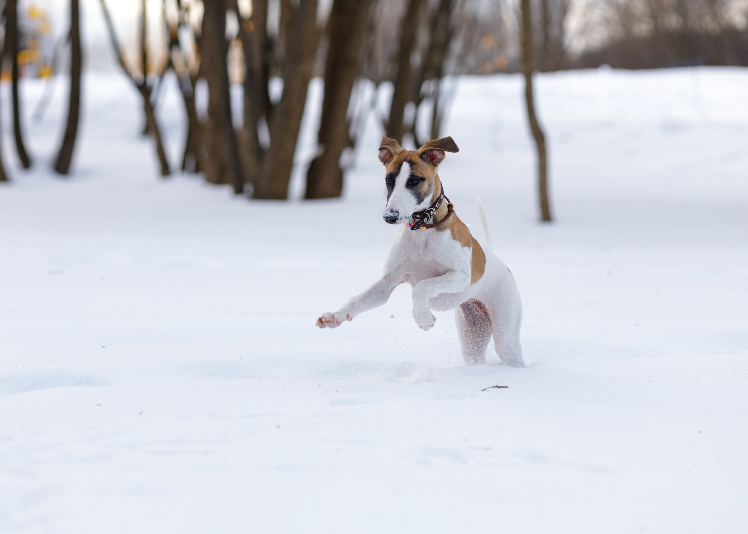 Ланди. Анна Самохина. Фотограф. Москва