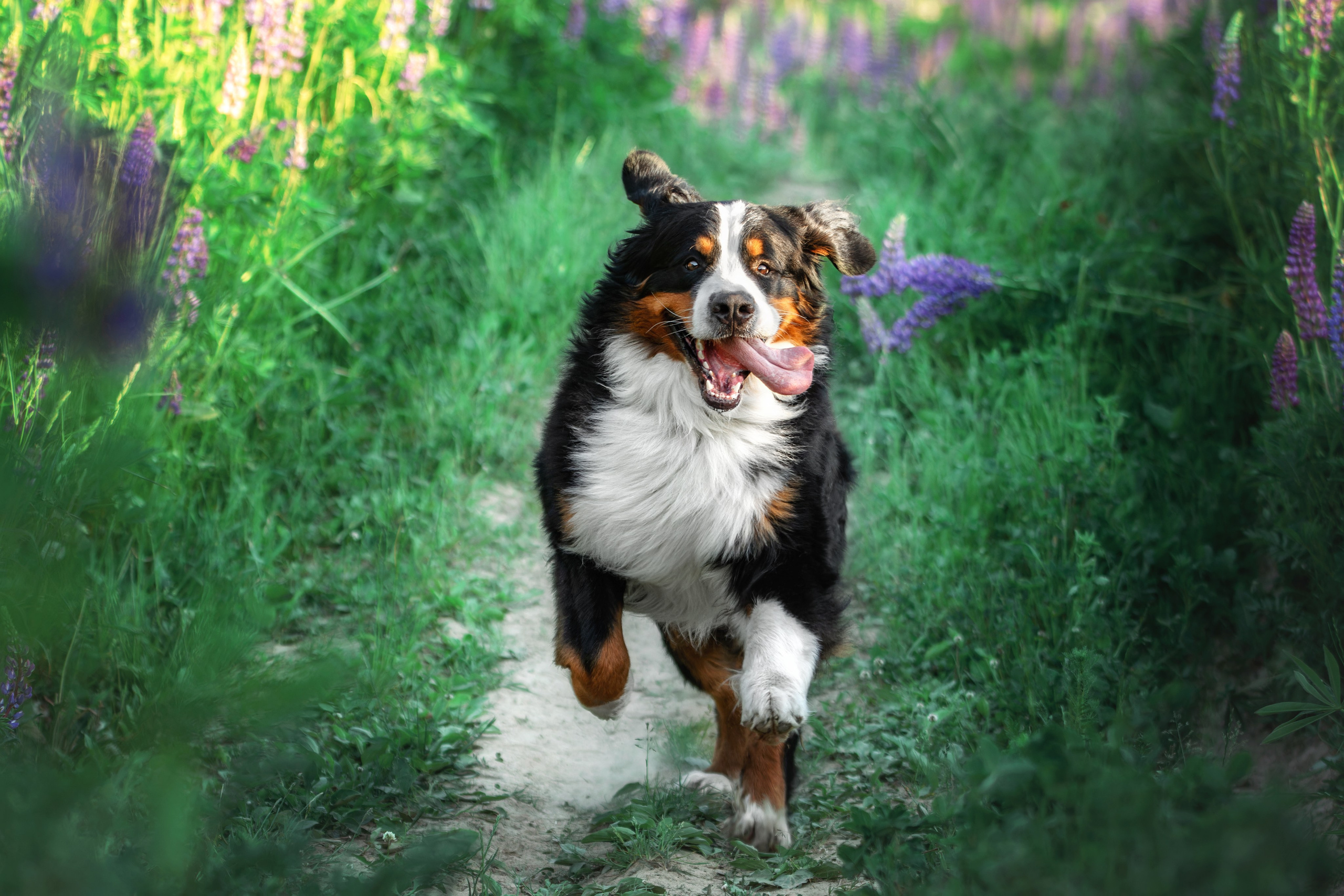 Фотопрогулка в люпинах с Гошей. Фотограф-анималист Юлия Зубкова
