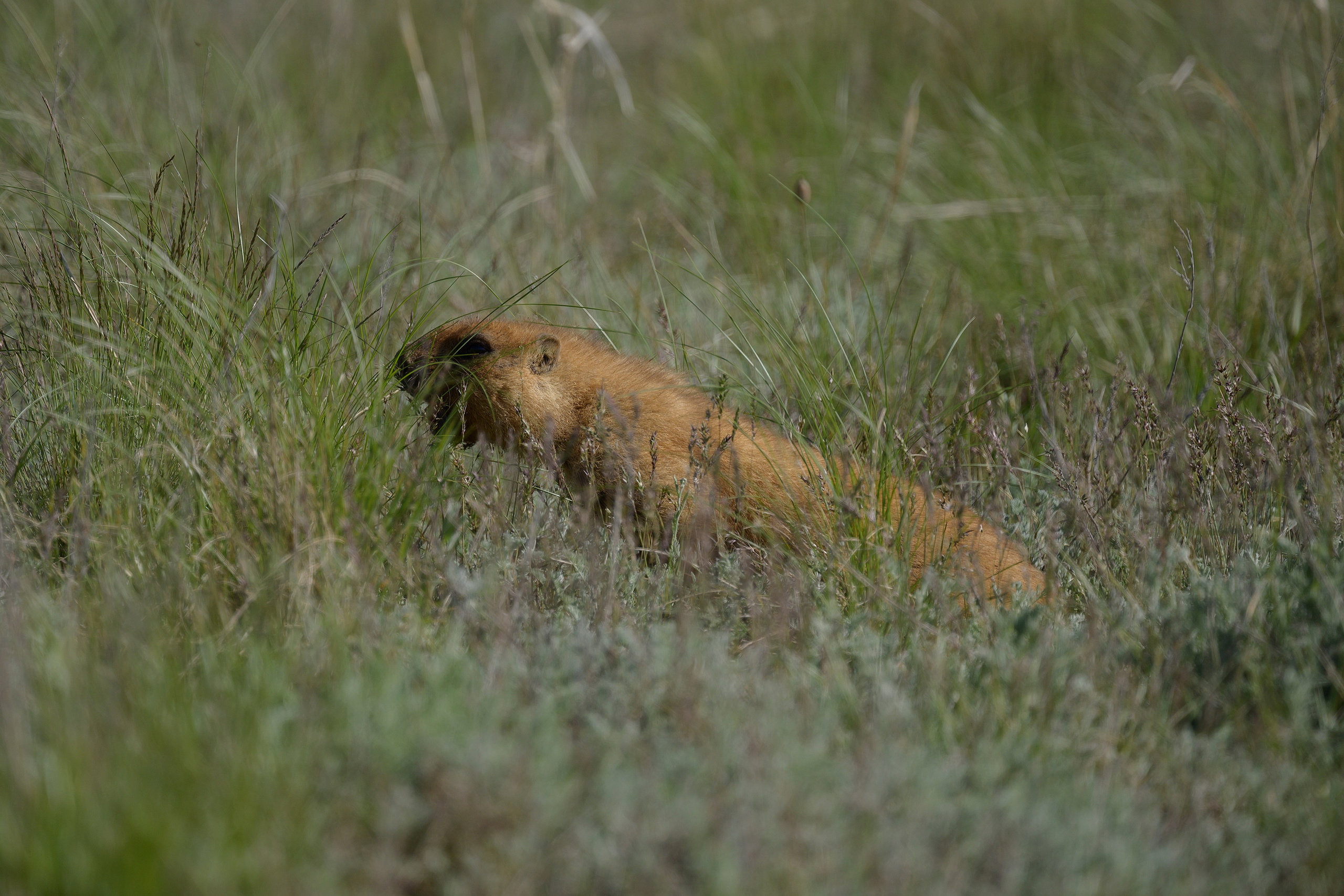 Оренбуржье. Портретный фотограф в Челябинске Катерина Руди