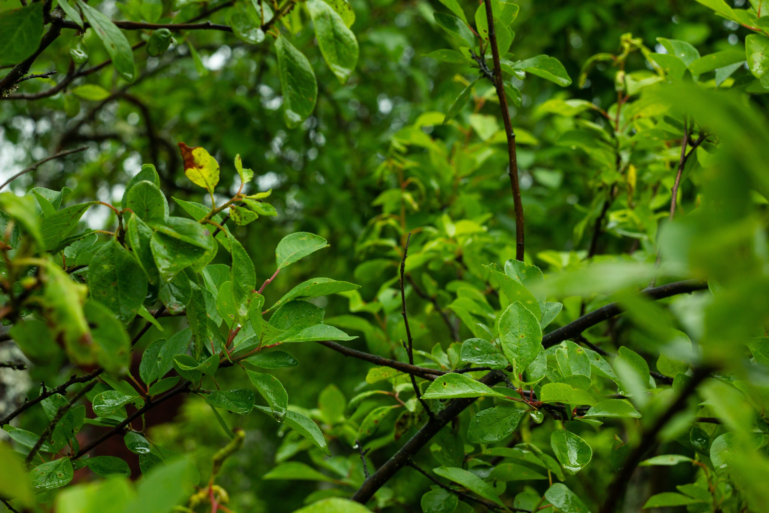 Dacha vibes. Папка кадров 📁