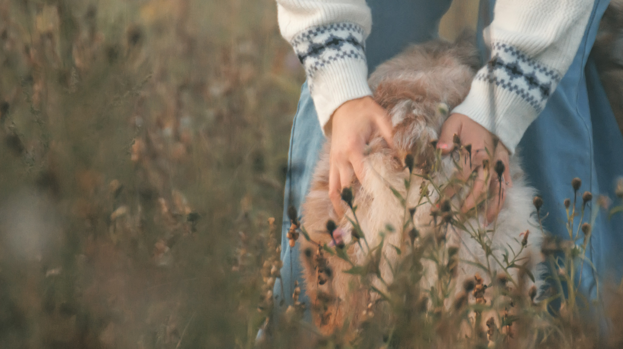 Летний рассвет с Майроном и Ланой. Стас Соболь, фотограф анималист, репортажник, Москва