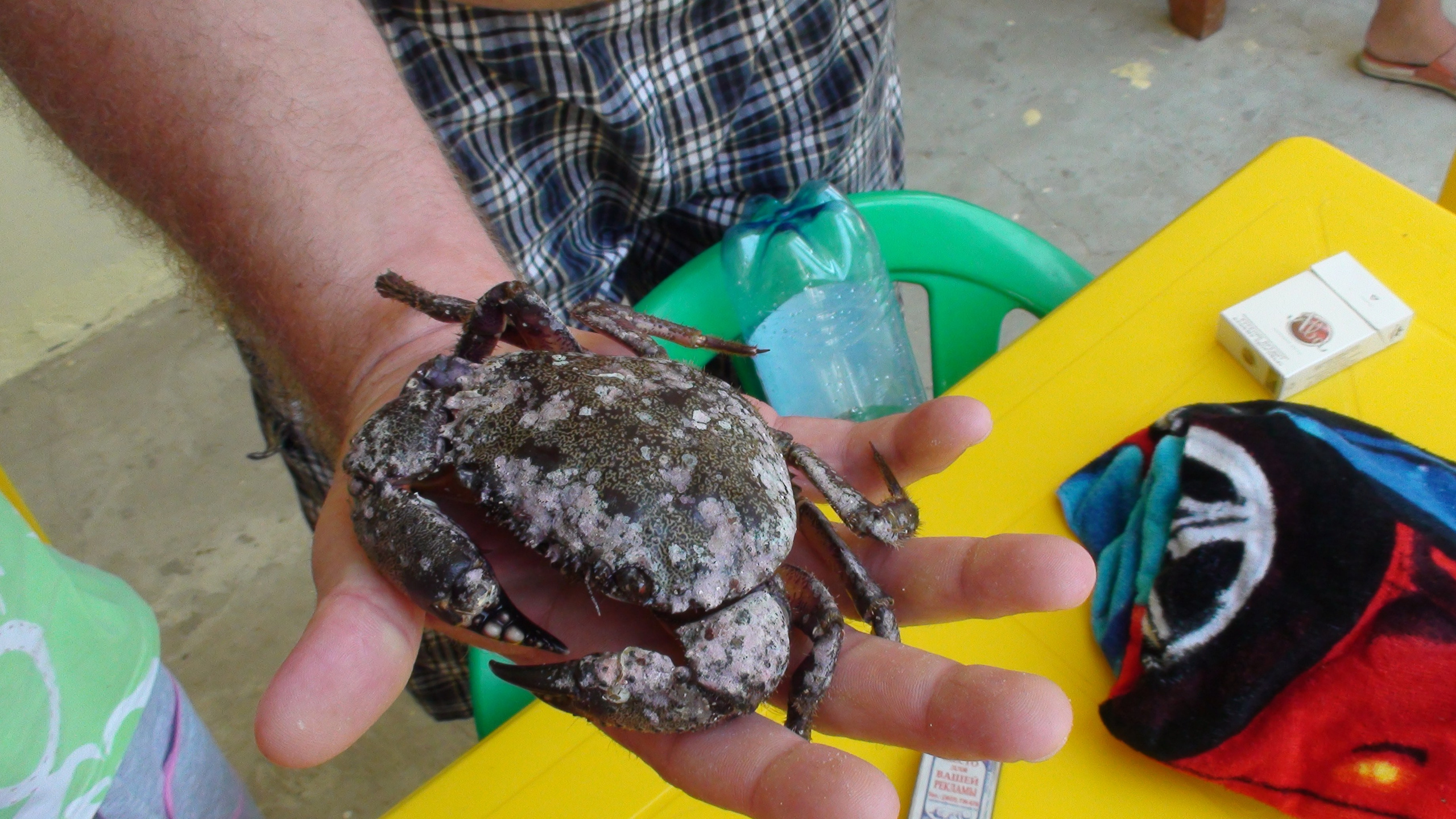 Отпуск 27.05-16.08. Семейный, Свадебный фотограф СПБ Питер— Романова Екатерина