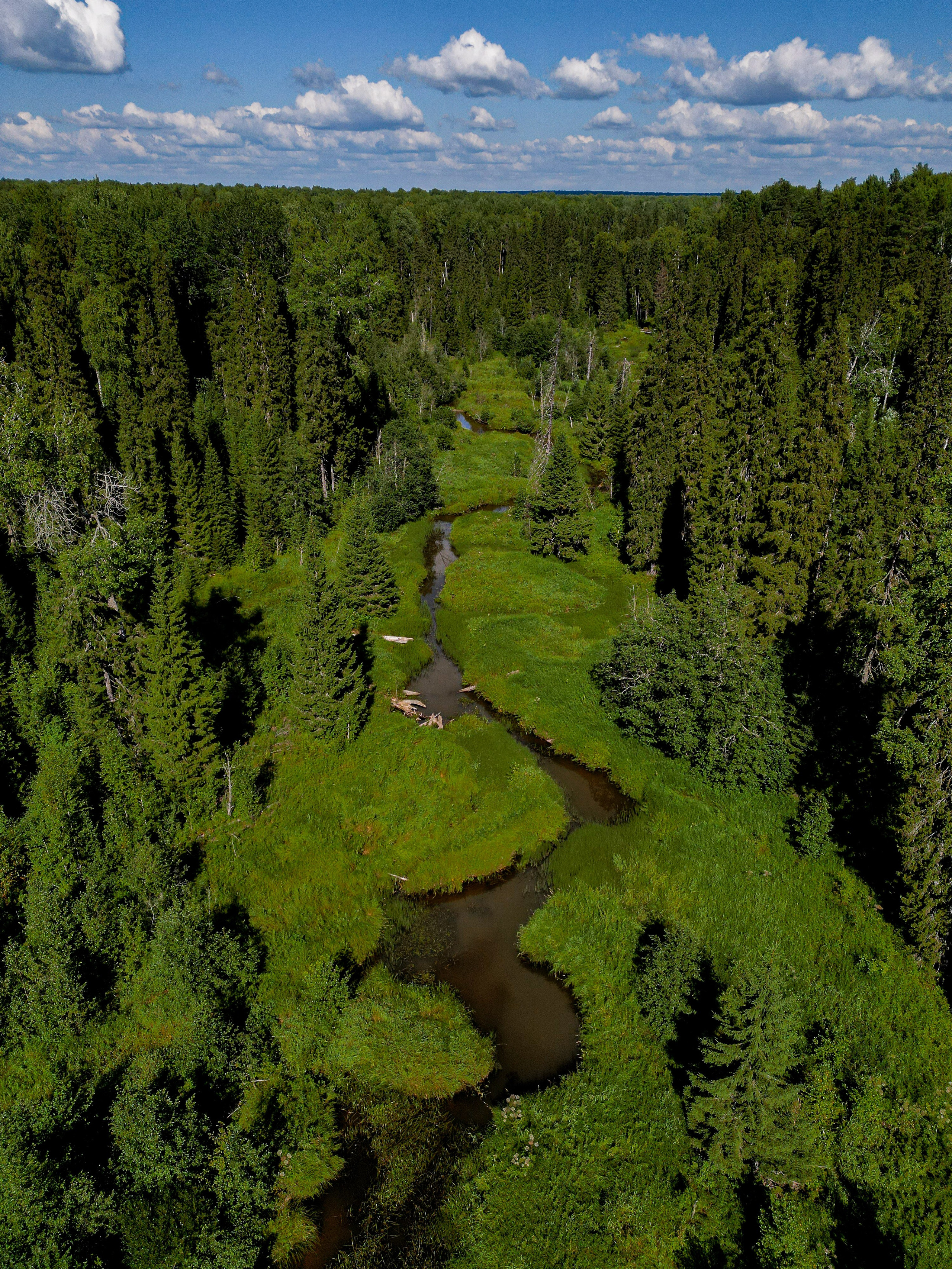 Тайга, республика Коми. Река Сенюк, нацпарк "Койгородский".