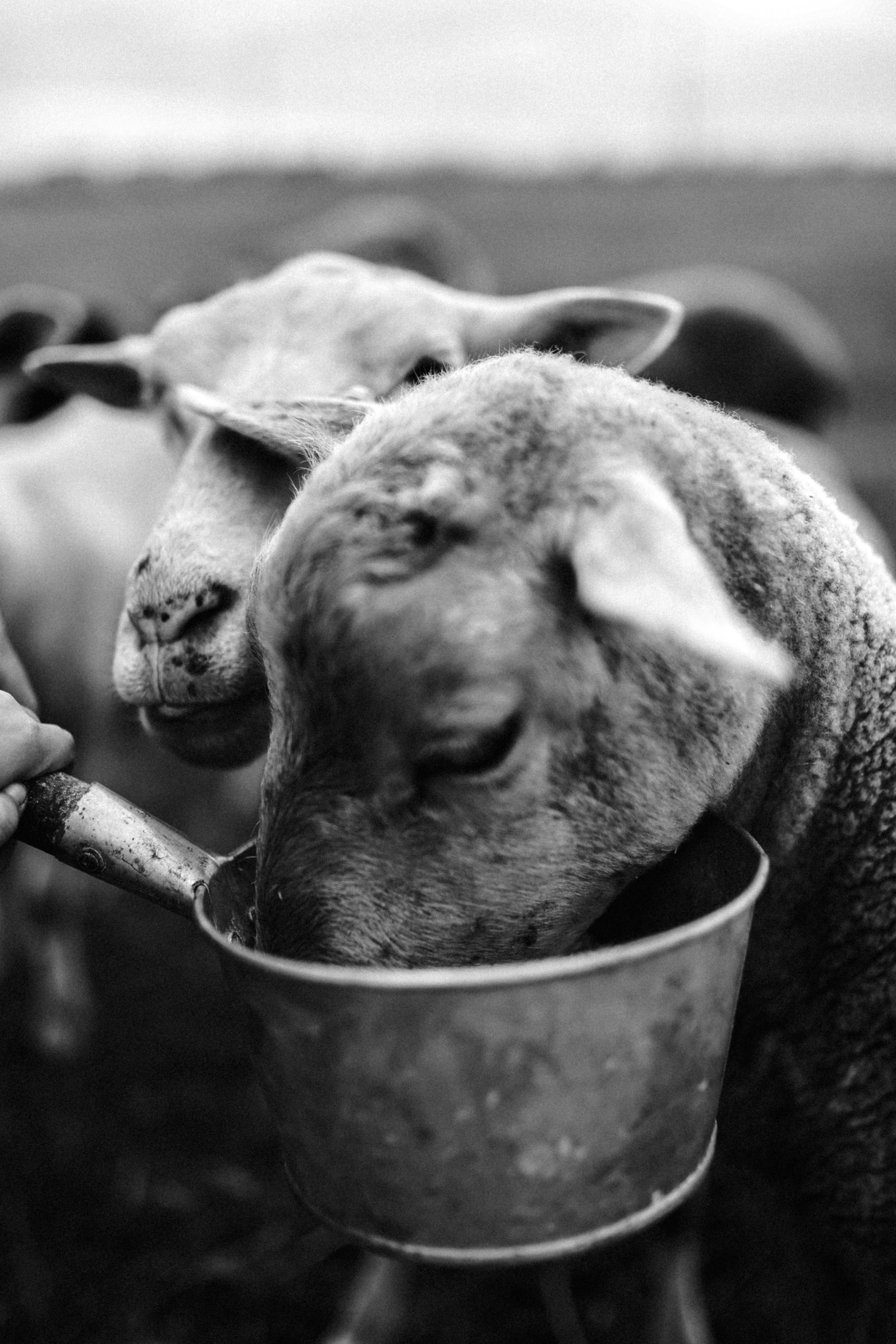 Макс и Оля. Свадебный фотограф Тольятти Москва Адамова Виктория