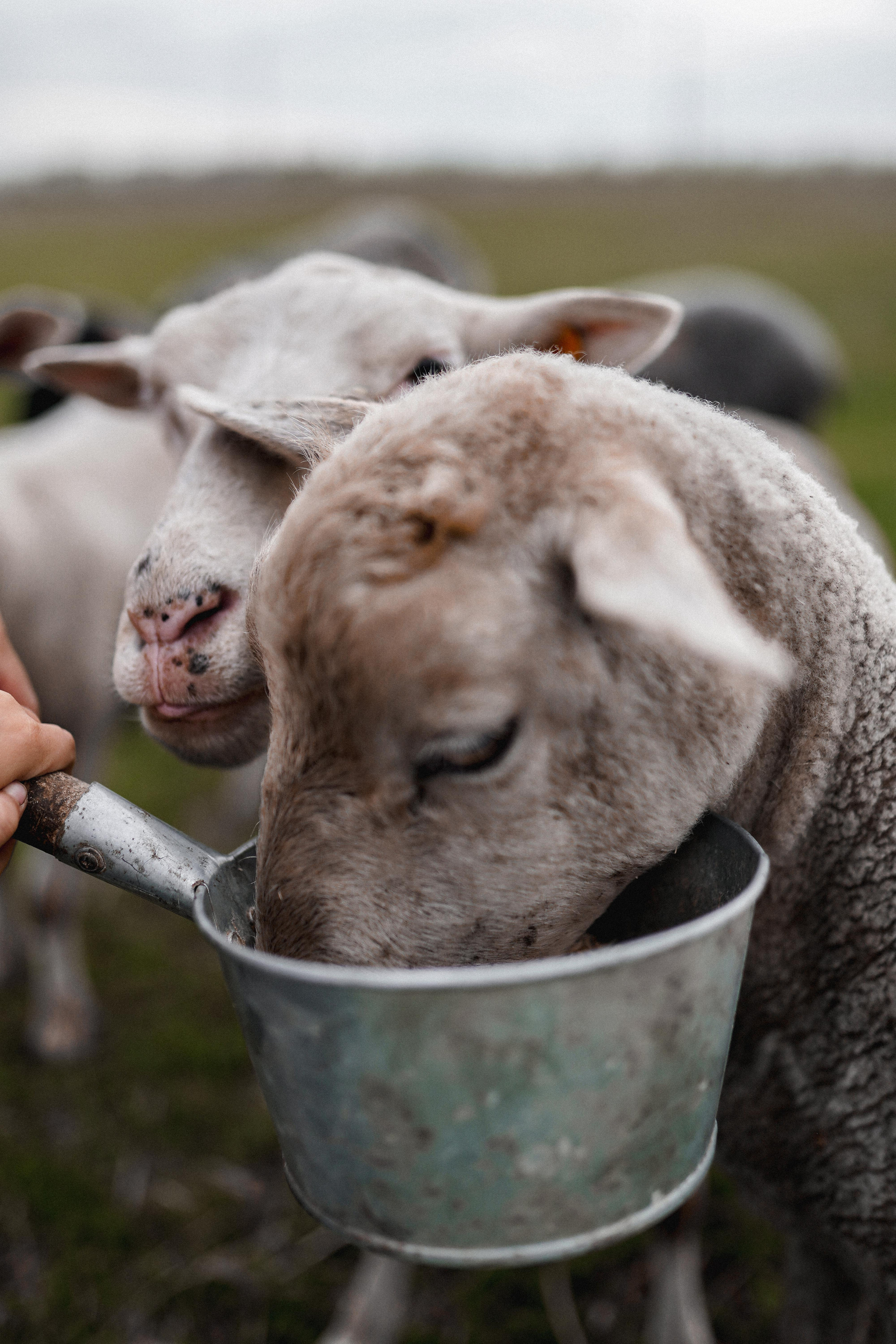 Макс и Оля. Свадебный фотограф Тольятти Москва Адамова Виктория