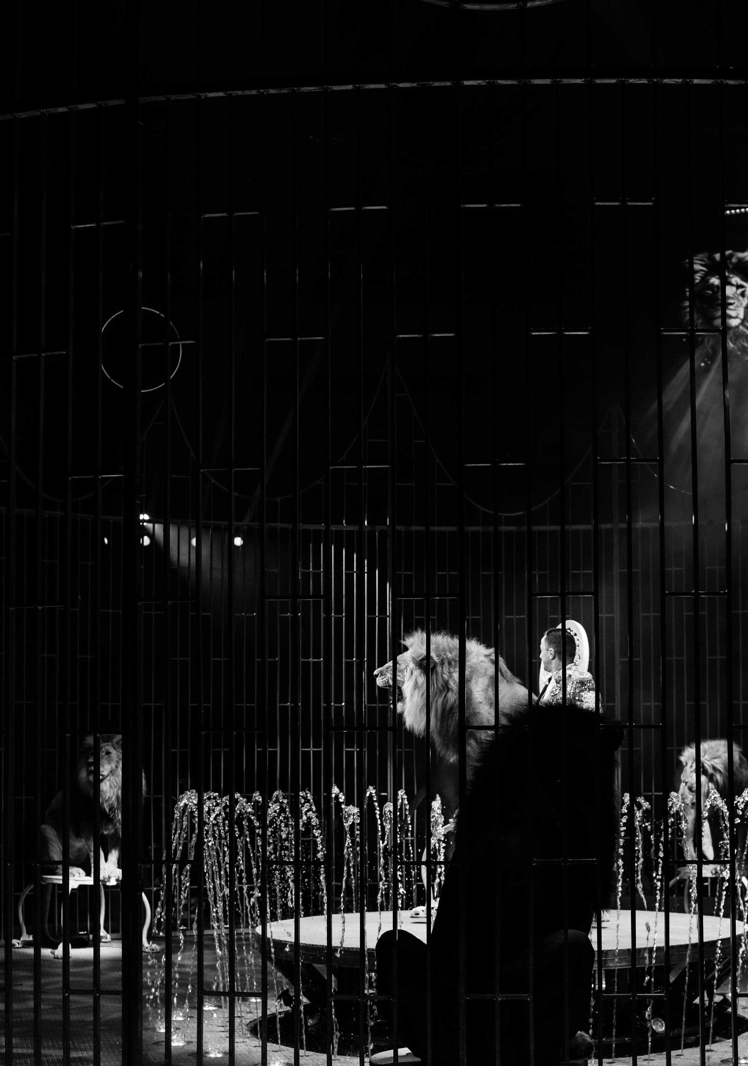 Нижегородский цирк. Шоу фонтанов. Фотограф в Нижнем Новгороде