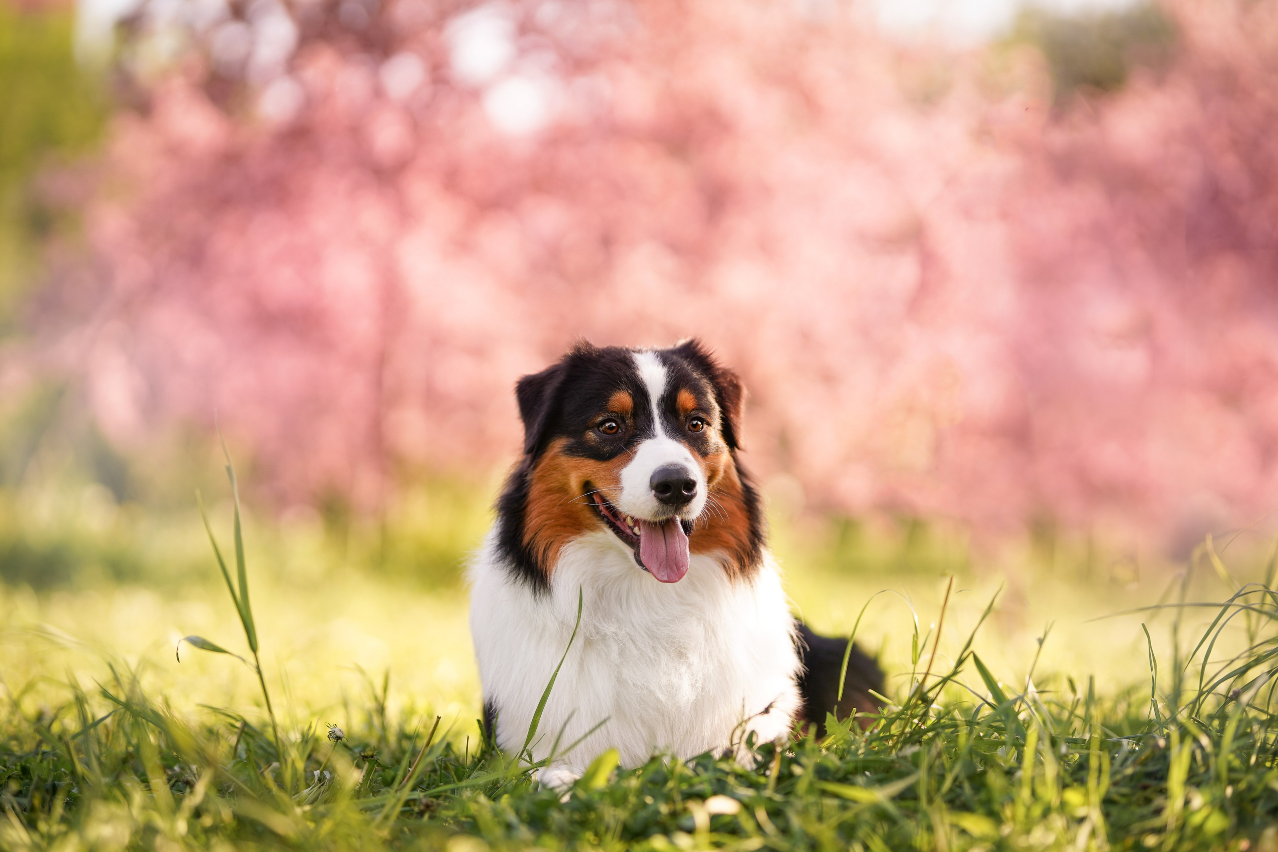 Аусси в Яблоневом саду. Фотограф-анималист в Санкт-Петербурге Яна Мартынова