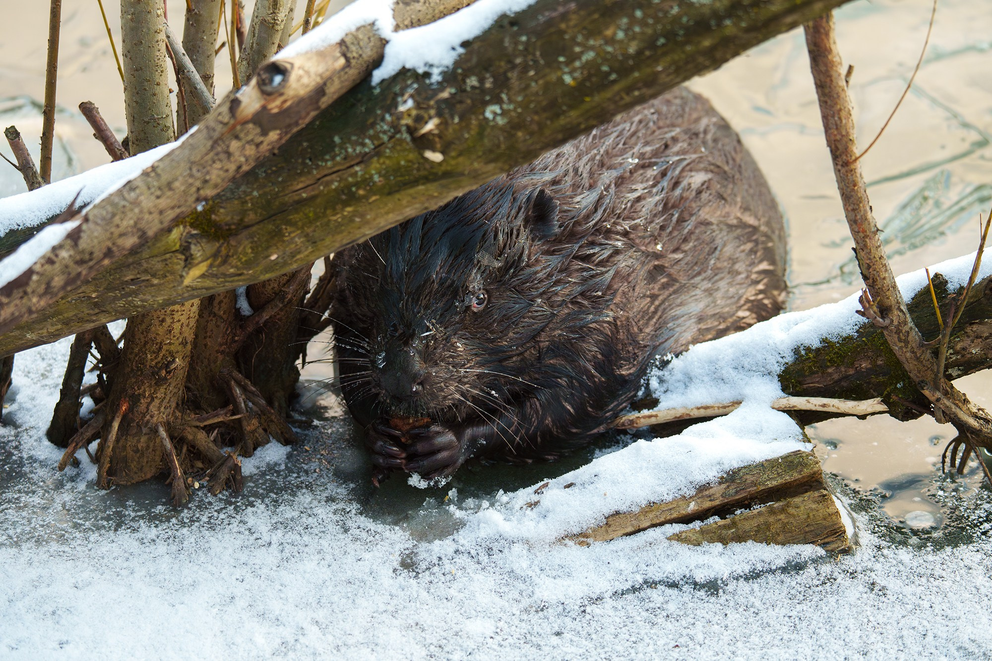 Животные. Ваш личный фотограф Марина Волкова