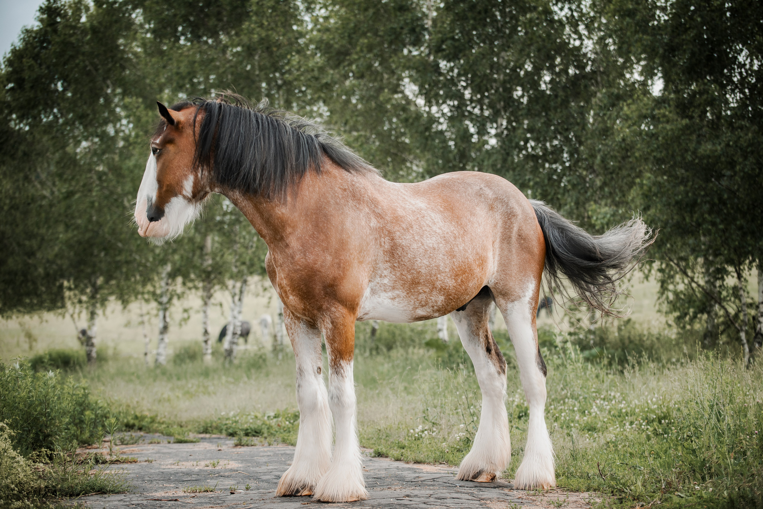 KOMARDINS. Конный фотограф Куракина Дарья • Фотосессии с лошадьми