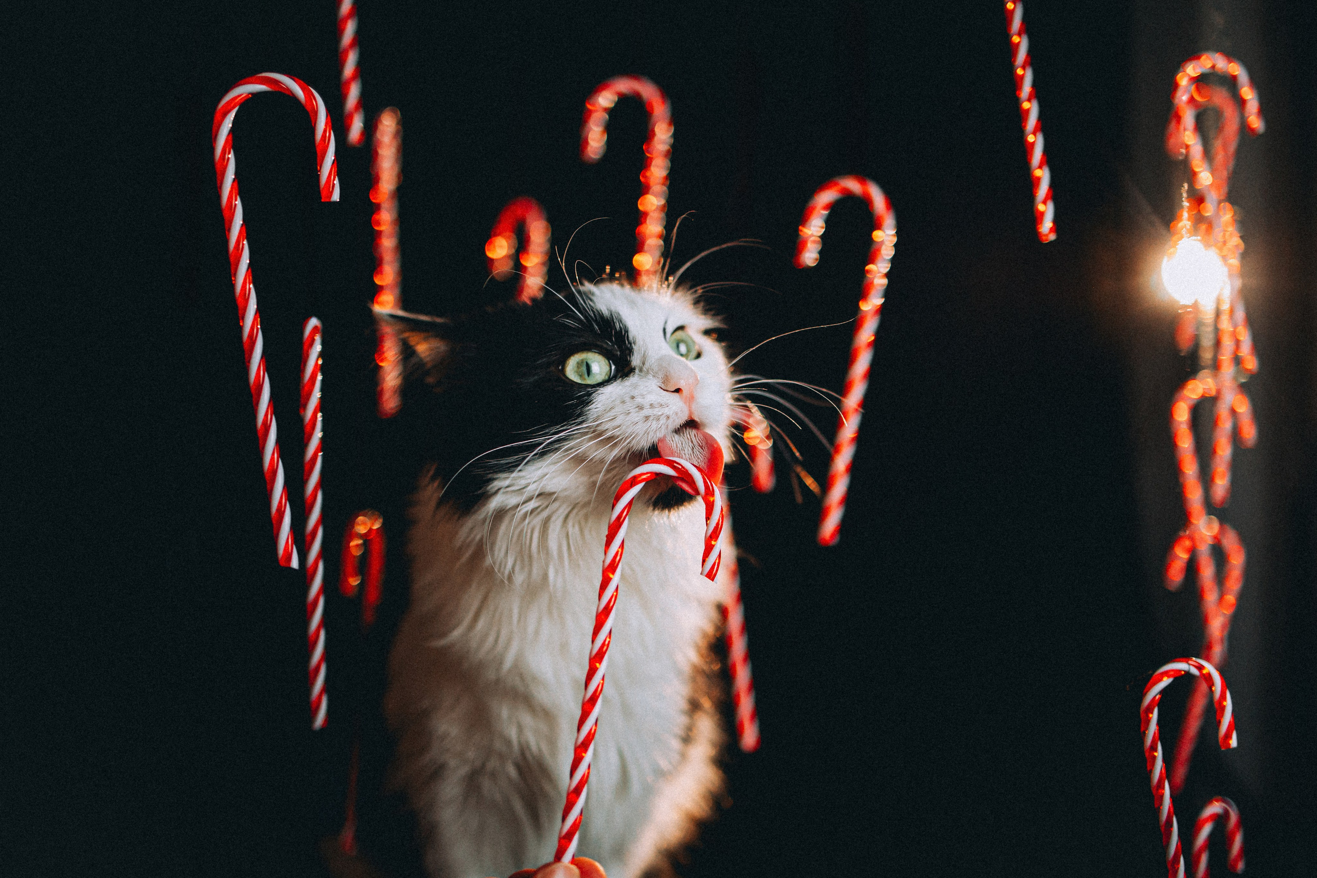 Джек, Бет и Кову