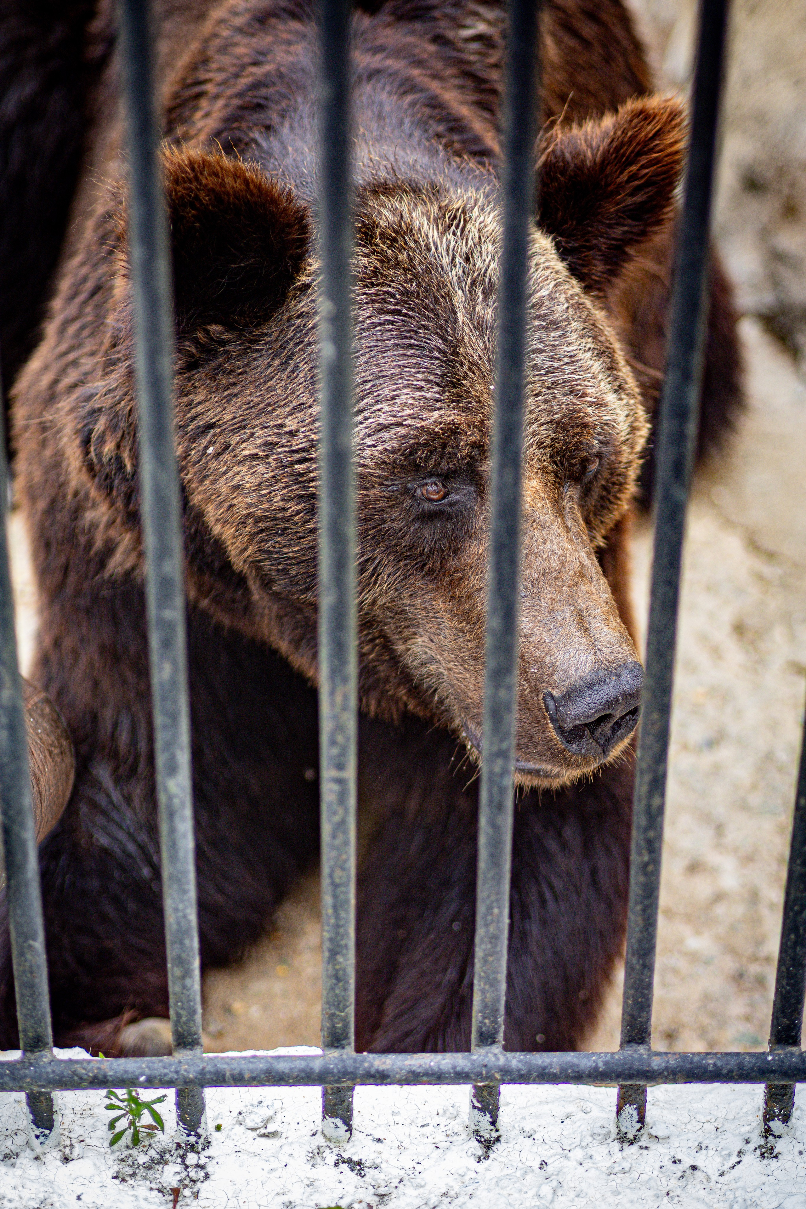 Животный мир. Фотограф в Южно-Сахалинске Гусаков Евгений