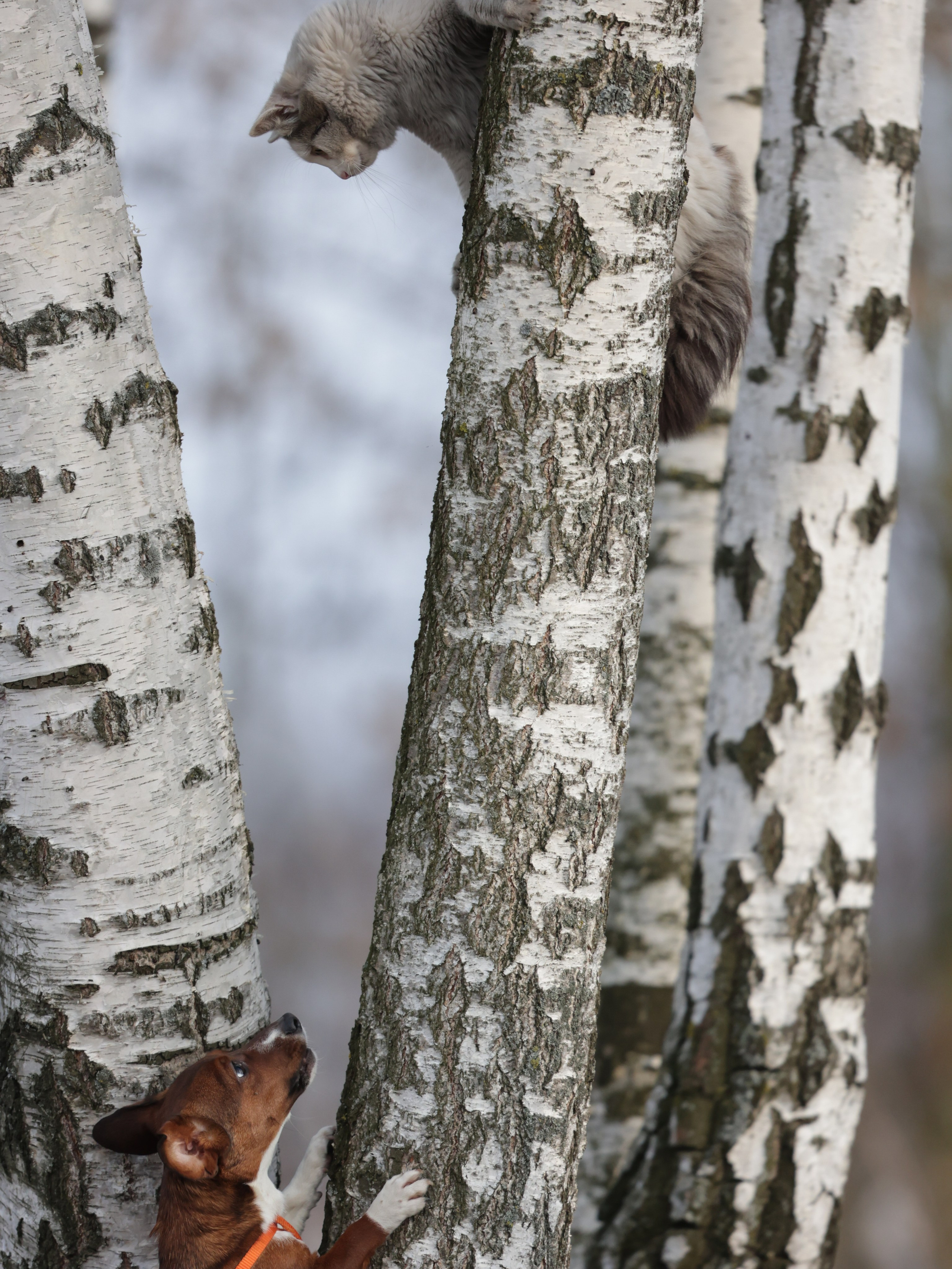 Мия. Фотограф для маркетплейсов, фотоуслуги в Жуковском Татьяна Марсуверских