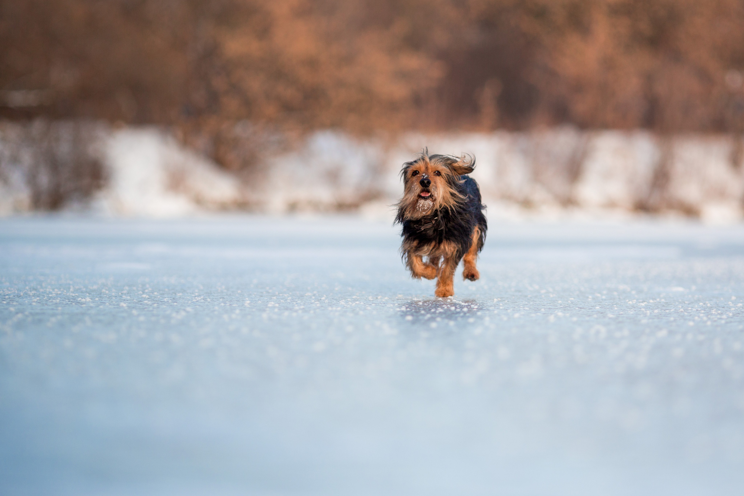 Зимняя прогулка. Репортажный фотограф Борис Геер