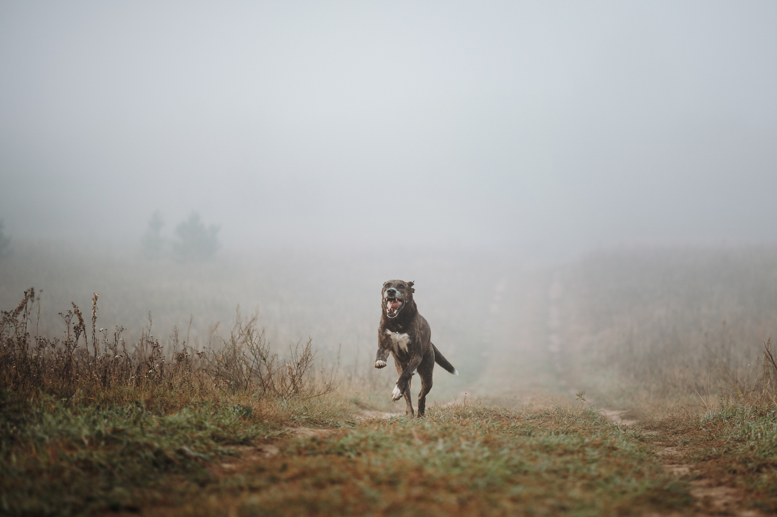 Любовь и ее хвостики. Фотограф — Анималист | Санкт-Петербург