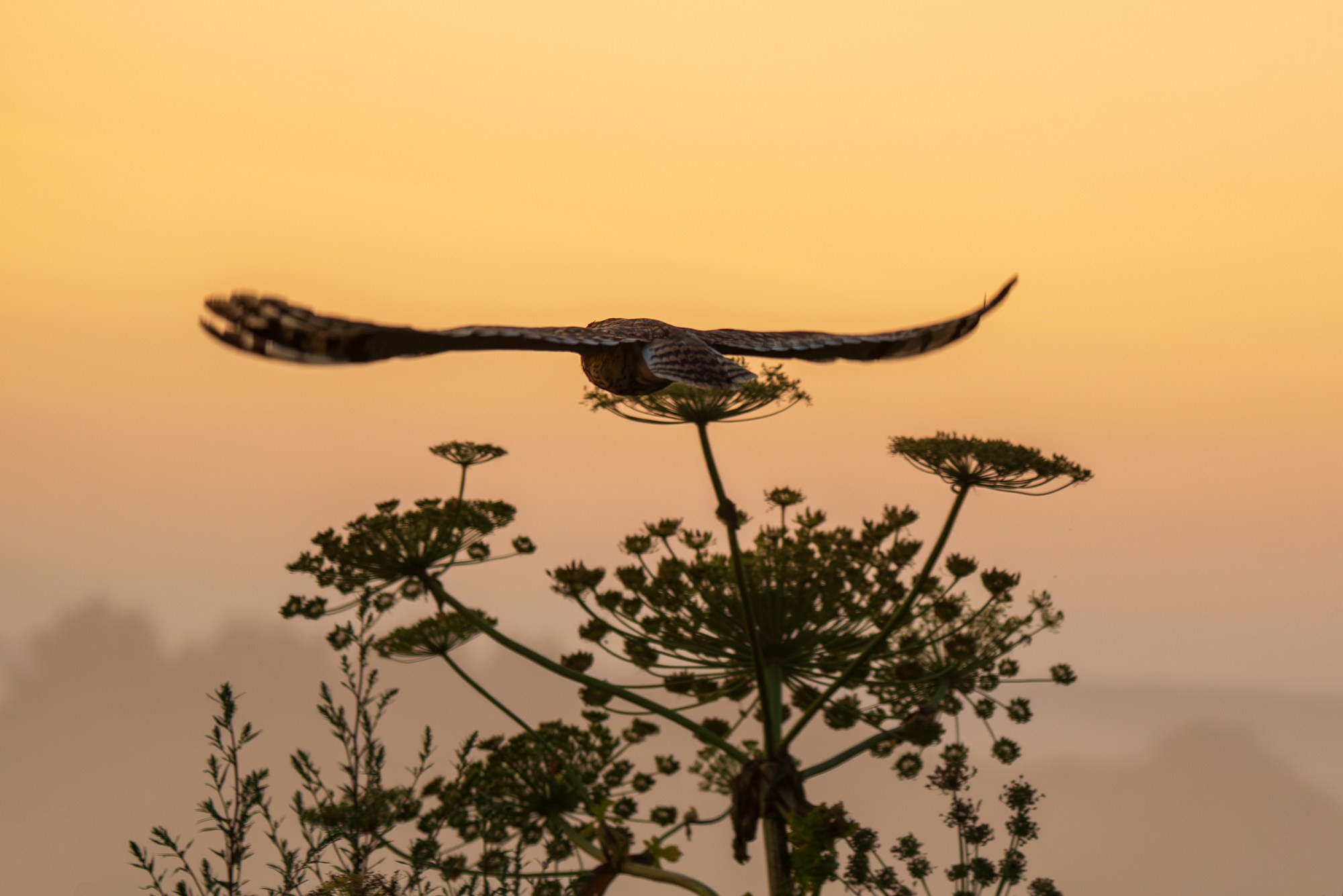 Удивительные мир птиц. Вокруг нас столько прекрасного — присмотритесь!. Ваш личный фотограф Марина Волкова
