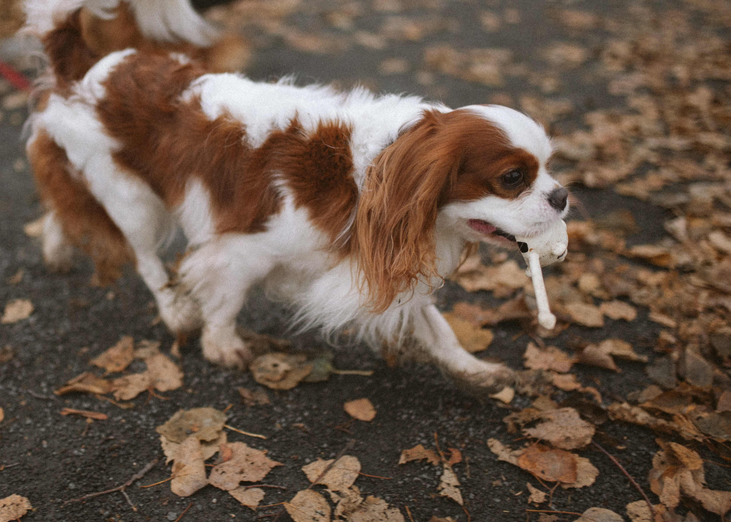 Настя и Тэйлор. Фотограф анималист в Москве Ольга Агушева