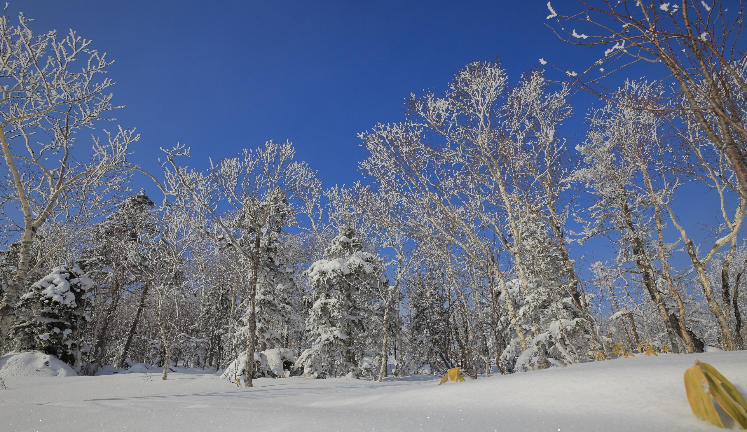О.Сахалин. Фотограф. г. Южно-Сахалинск. Олег Толстов