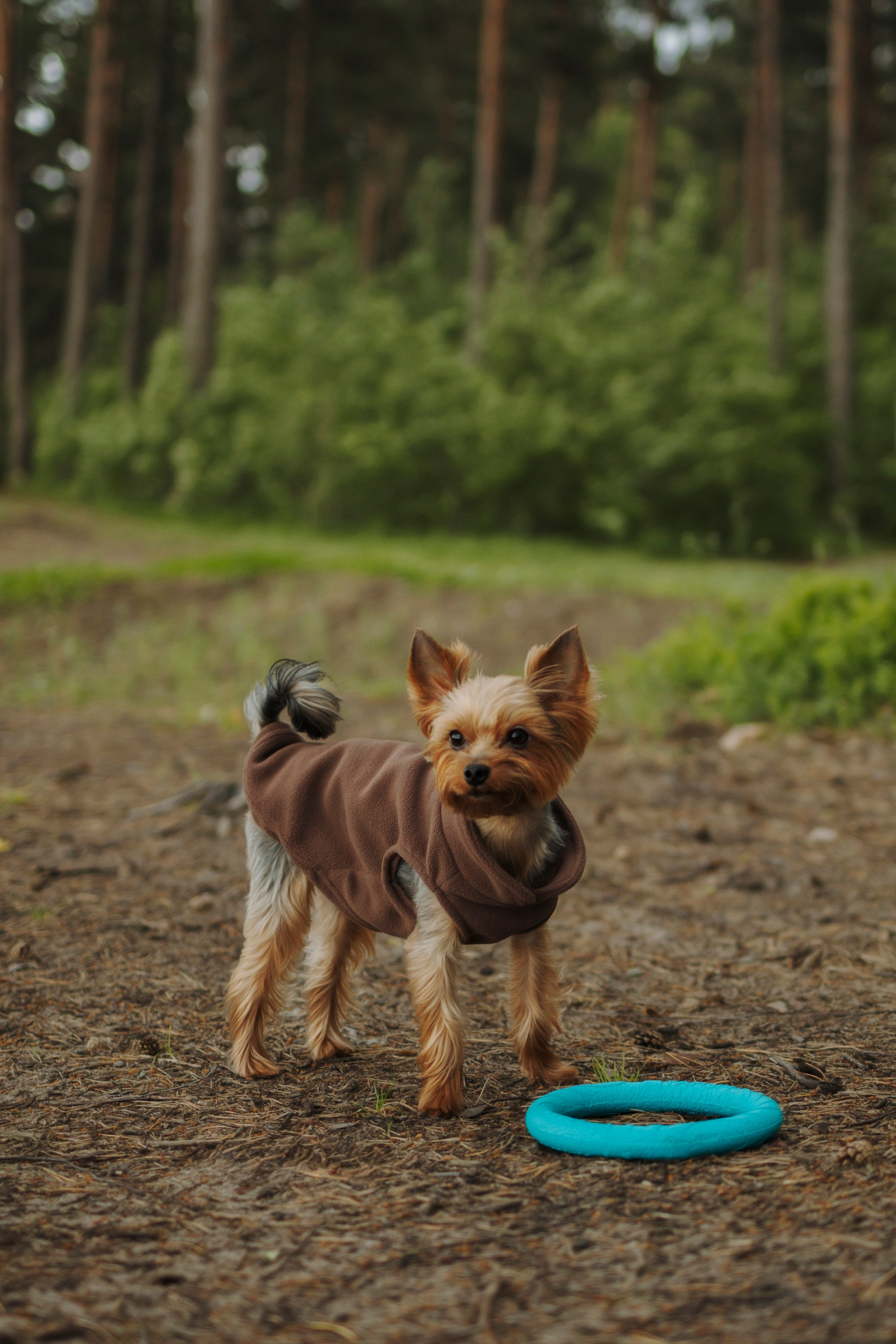 День из жизни Чуи и его семьи. Фотограф-анималист в Санкт-Петеребурге Титова Алиса