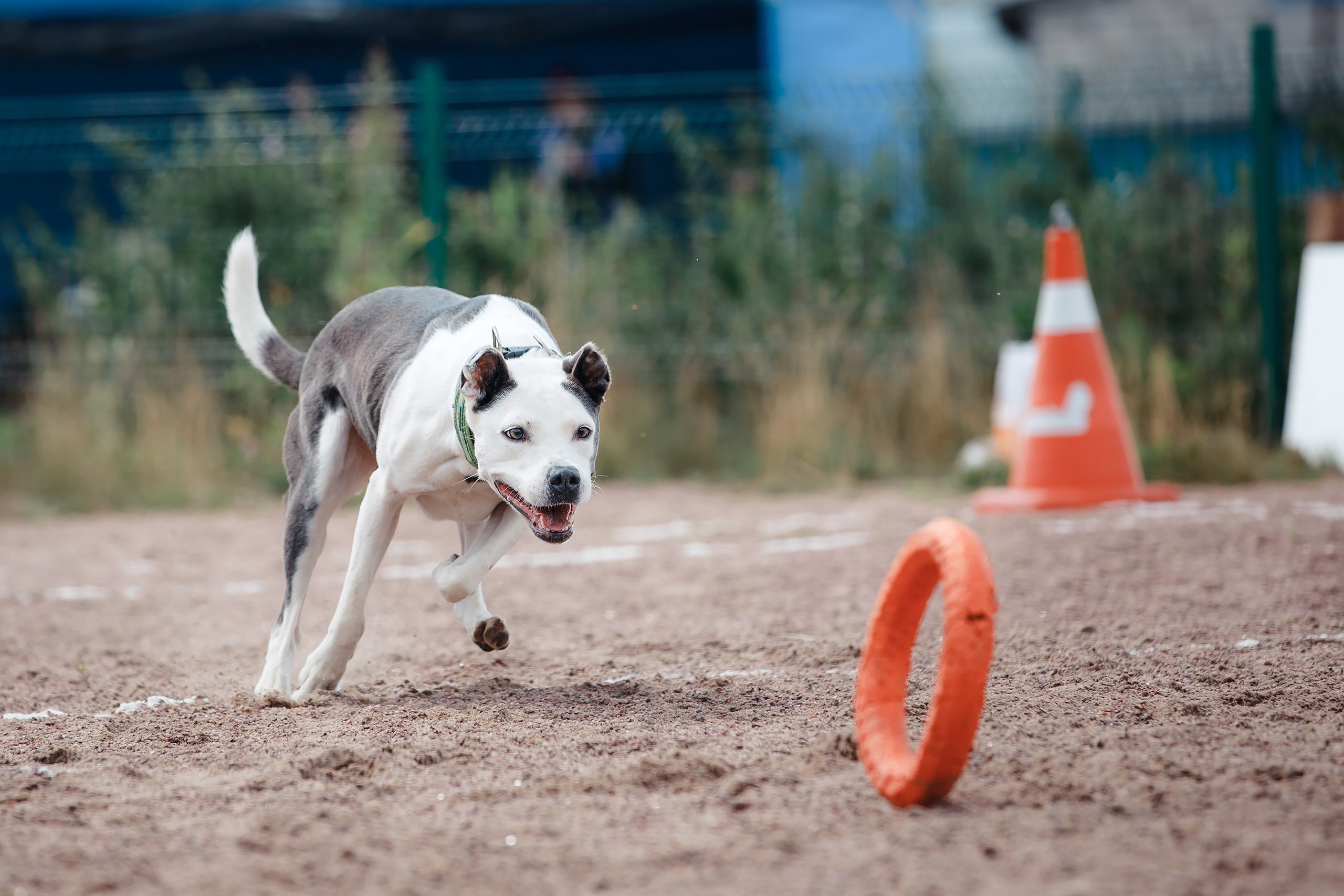 Питч&Гоу + веселые старты. Фотограф-анималист Mary Mart — Москва, Питер
