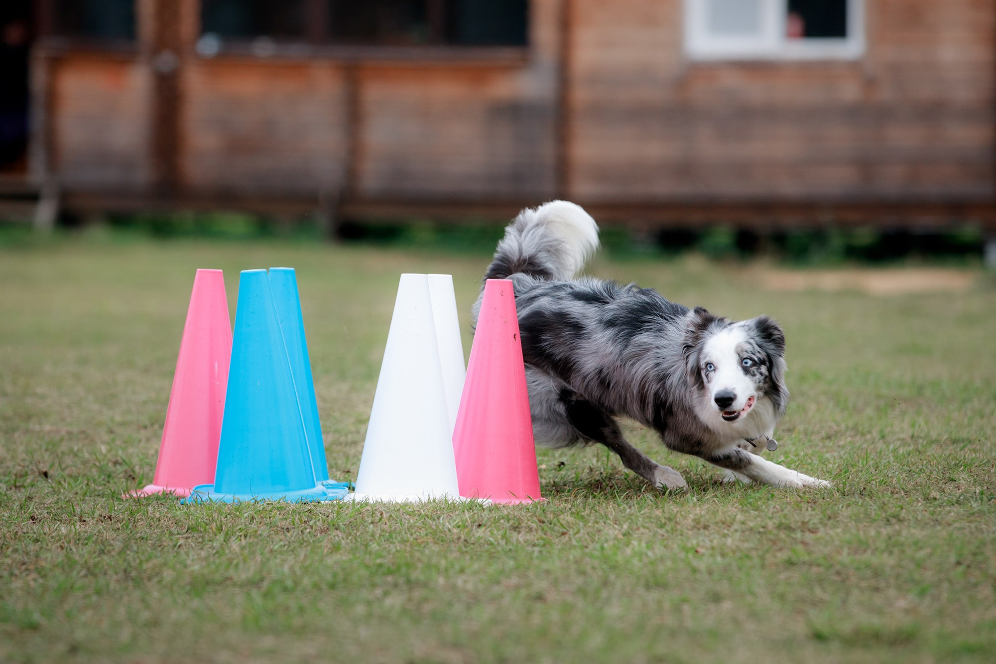 Лагерь по ОБД с Инной Баженовой. Фотограф-анималист Mary Mart — Москва, Питер