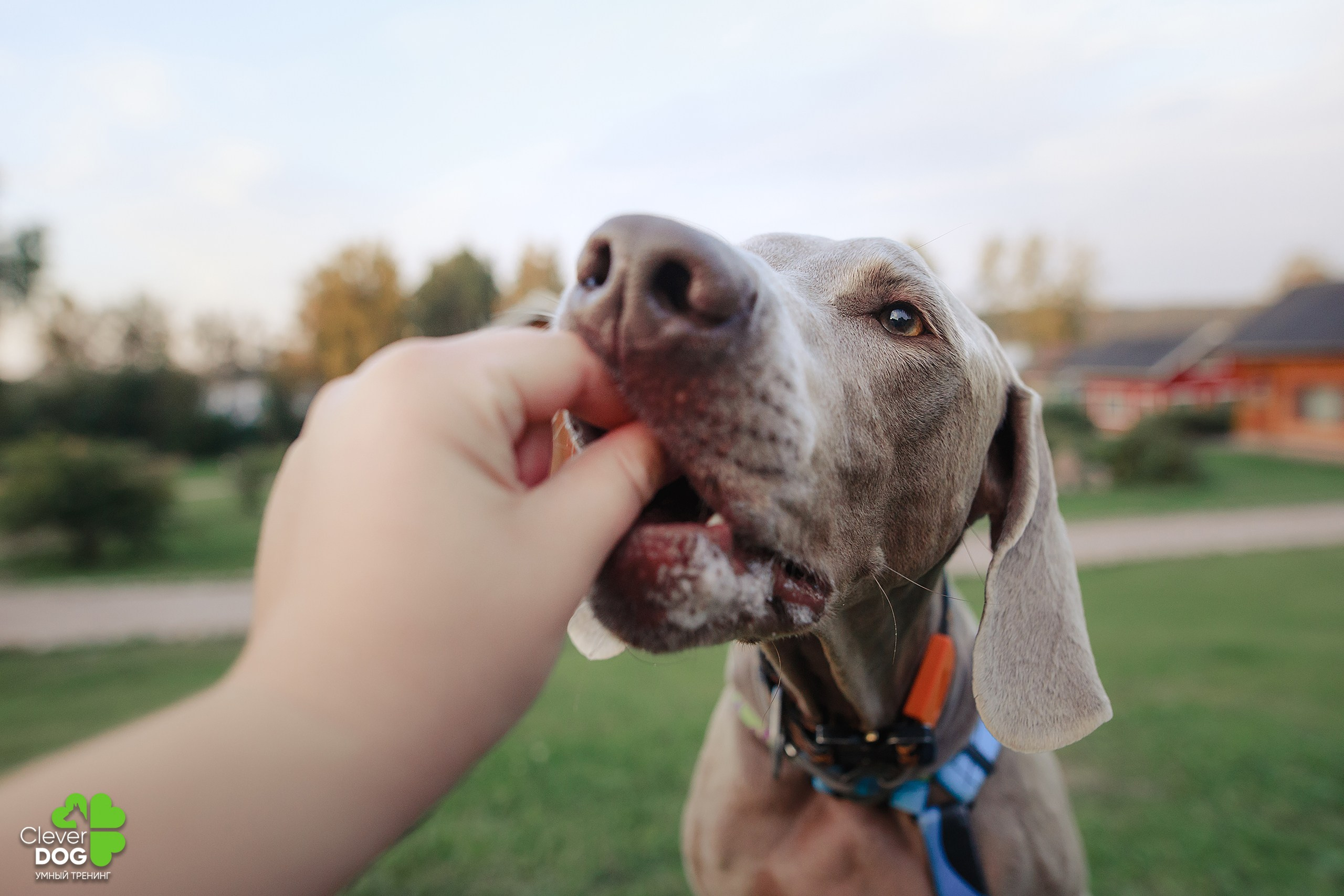 Кинологический лагерь CleverDog, 2024. Фотограф-анималист Mary Mart — Москва, Питер