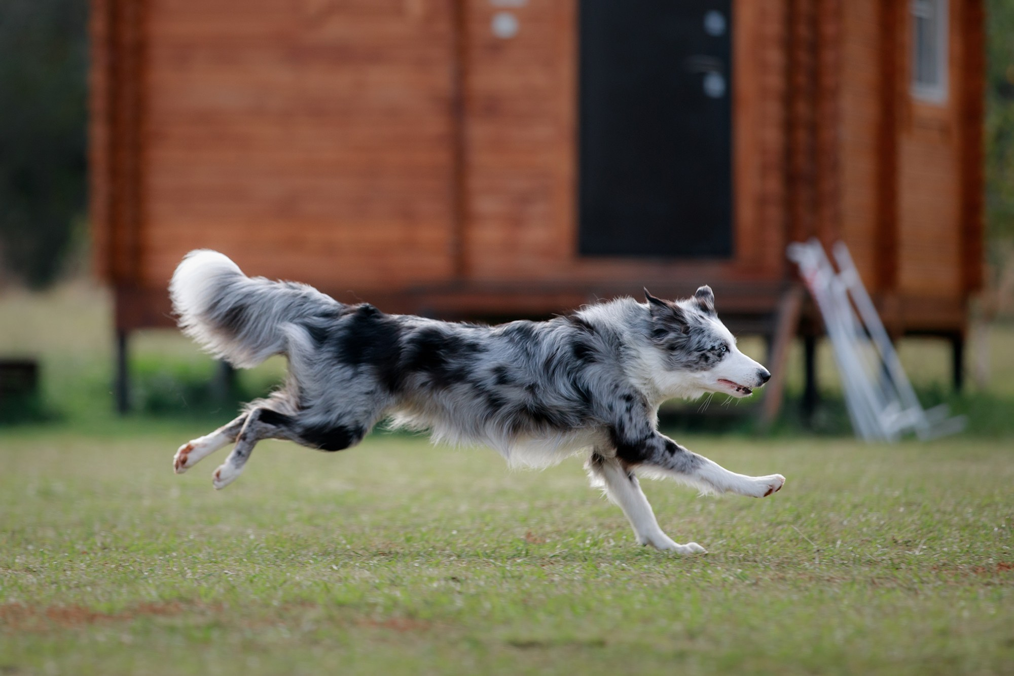 Лагерь по ОБД с Инной Баженовой. Фотограф-анималист Mary Mart — Москва, Питер