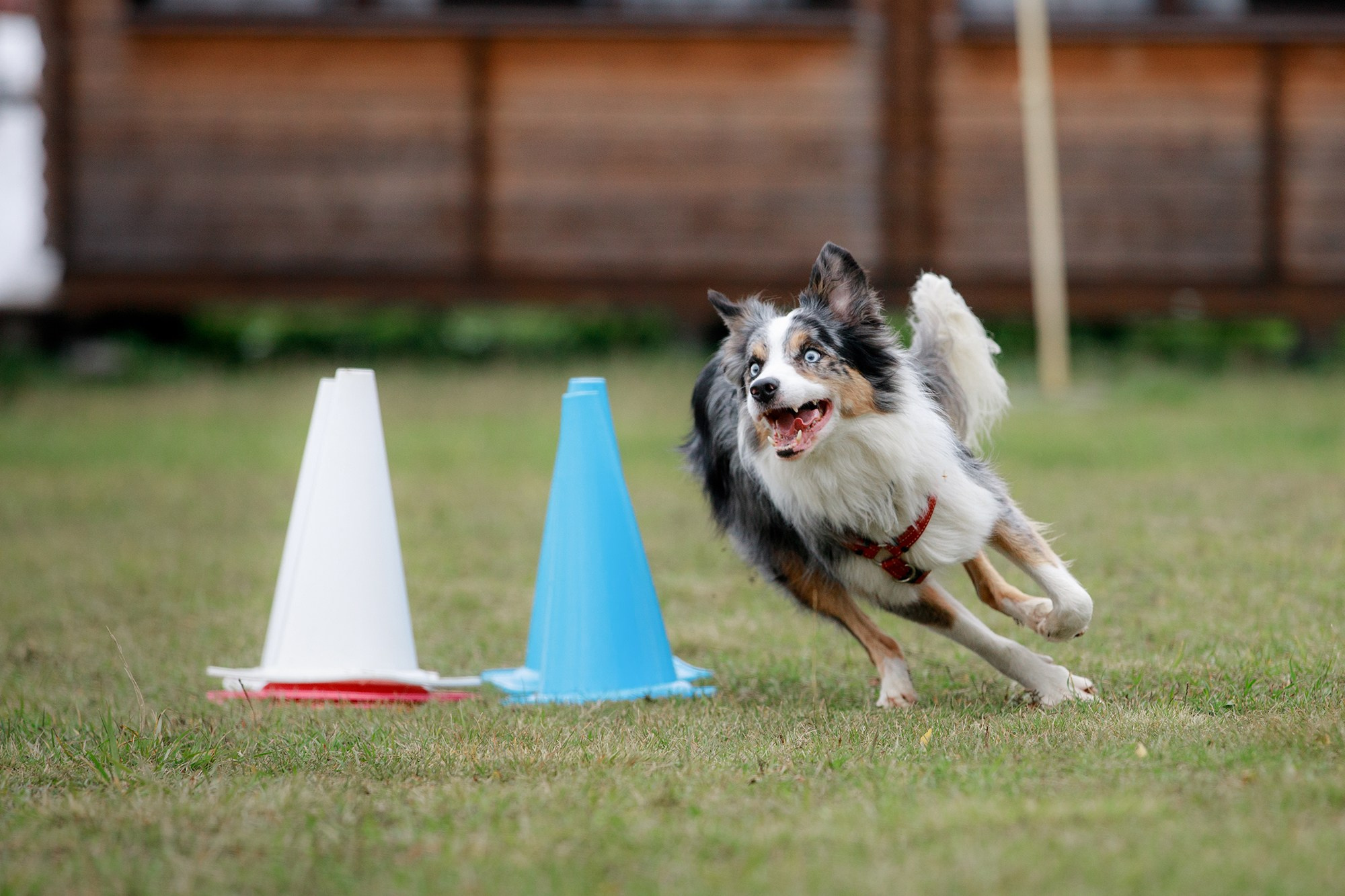 Лагерь по ОБД с Инной Баженовой. Фотограф-анималист Mary Mart — Москва, Питер