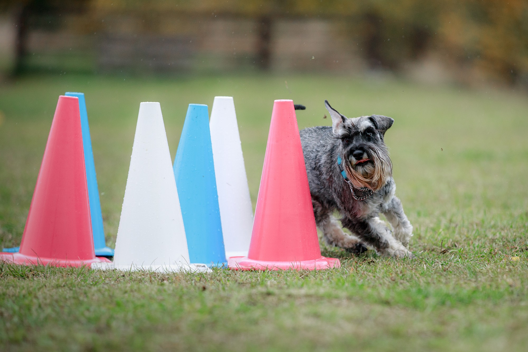 Лагерь по ОБД с Инной Баженовой. Фотограф-анималист Mary Mart — Москва, Питер