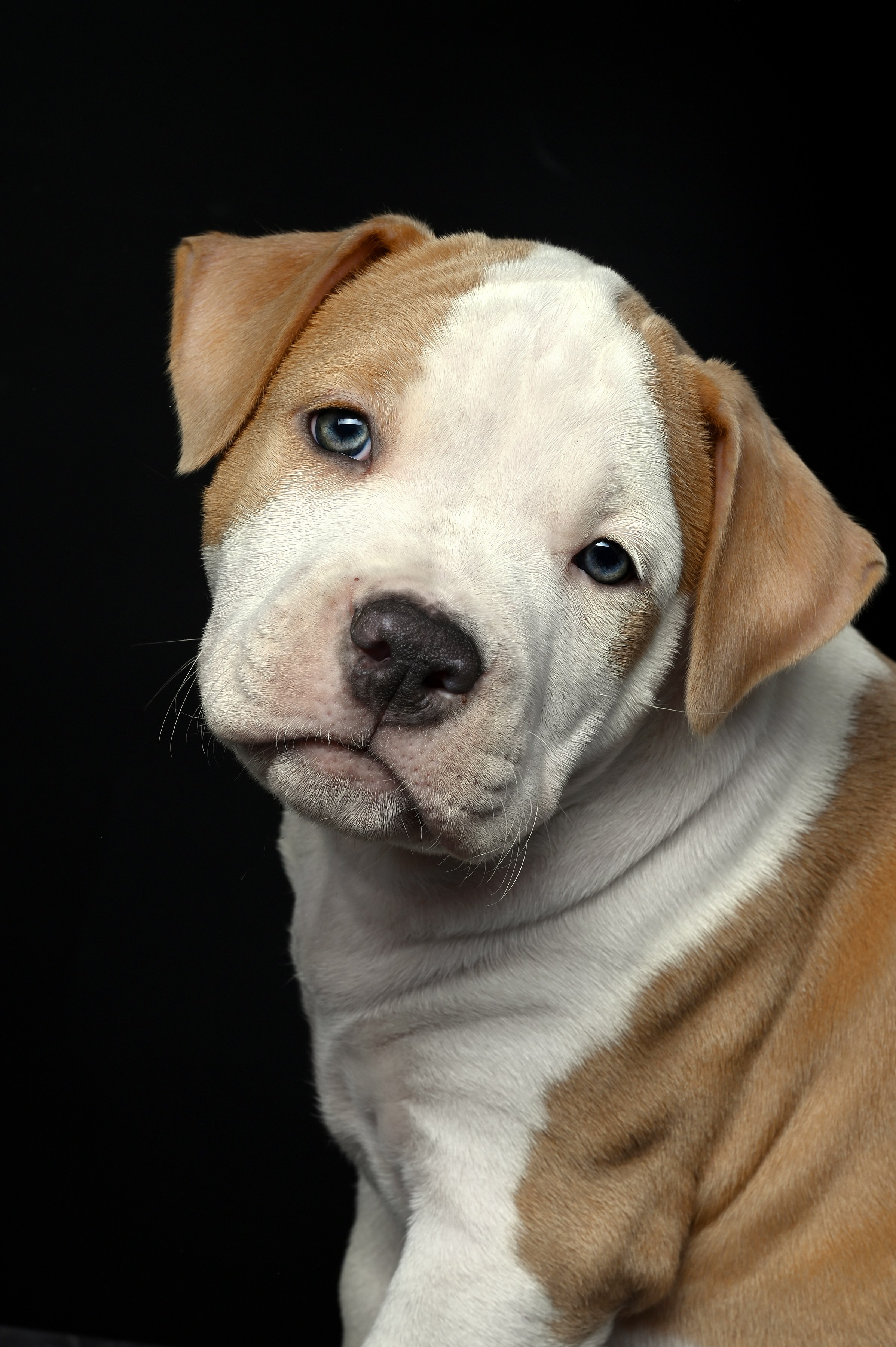 Фотосессия собак, щенков,. Предметная фото и видеосъемка в Саратове| Профессиональный фотограф