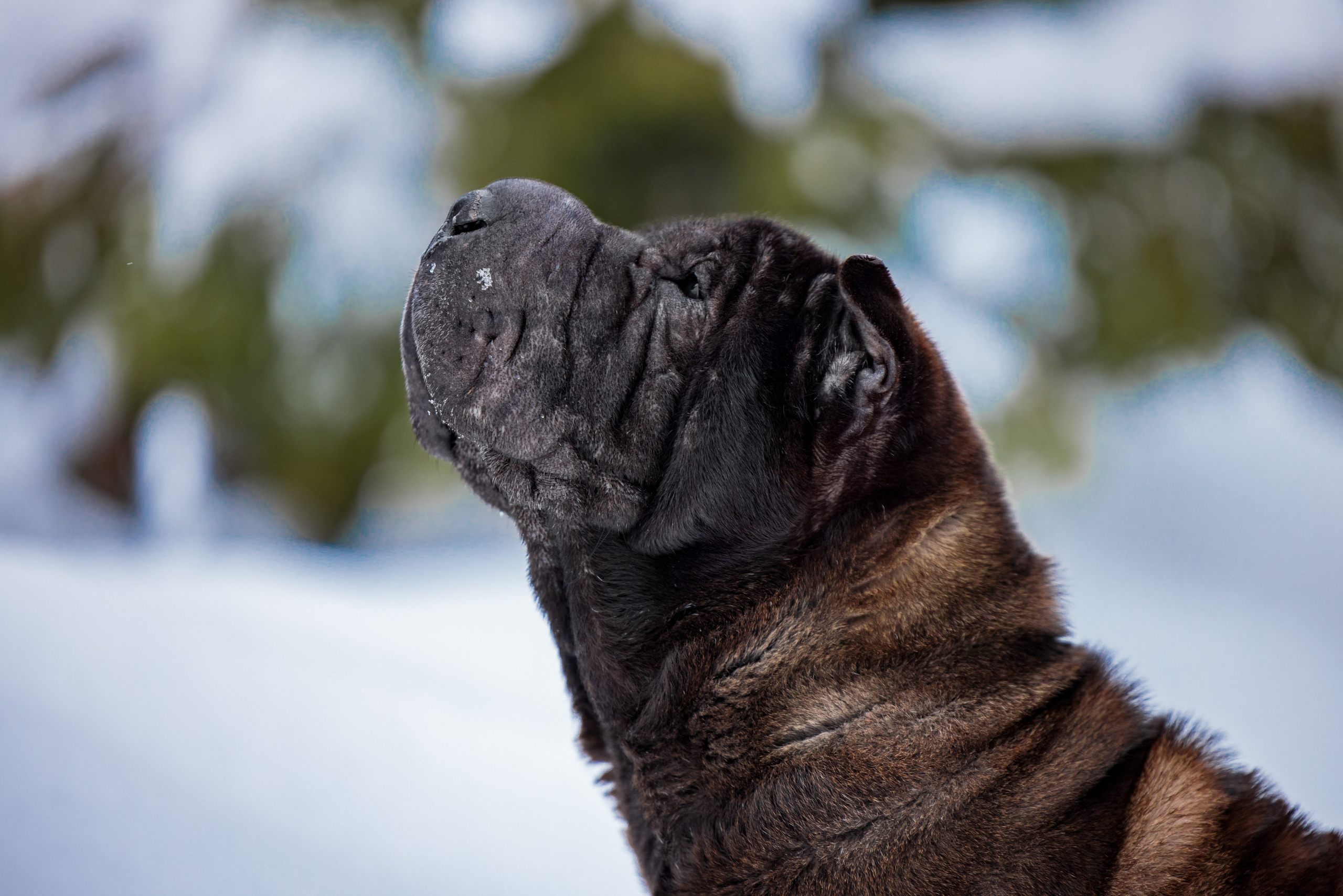 В гостях у шарпеев 16.01.2024. Фотограф-анималист Юлия Германика