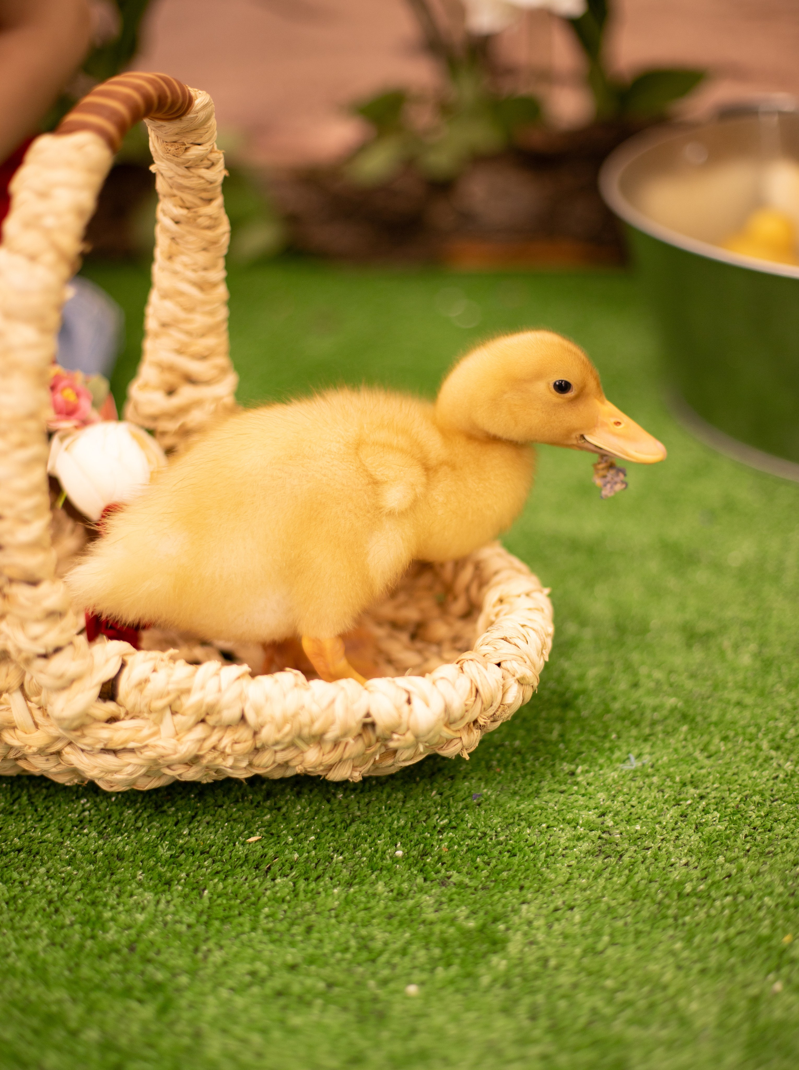 Пасха Утята. Лучший фотограф Краснодара (по версии моей мамы)