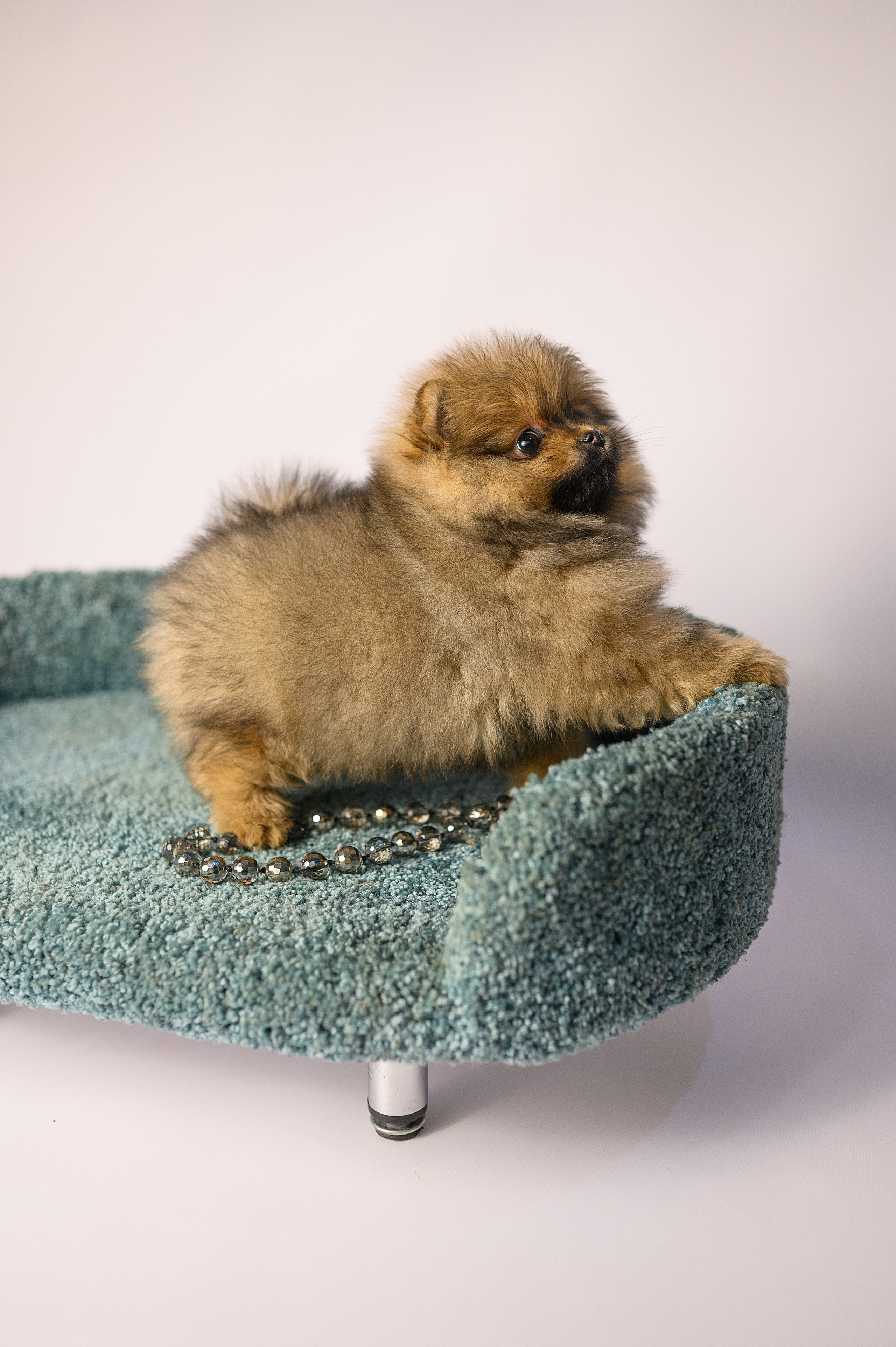 Питомник шпицев в Волгодонске. Фотограф Елизавета Жуйкова | Фотосессии в Волгодонске: портретные, лав стори, семейные