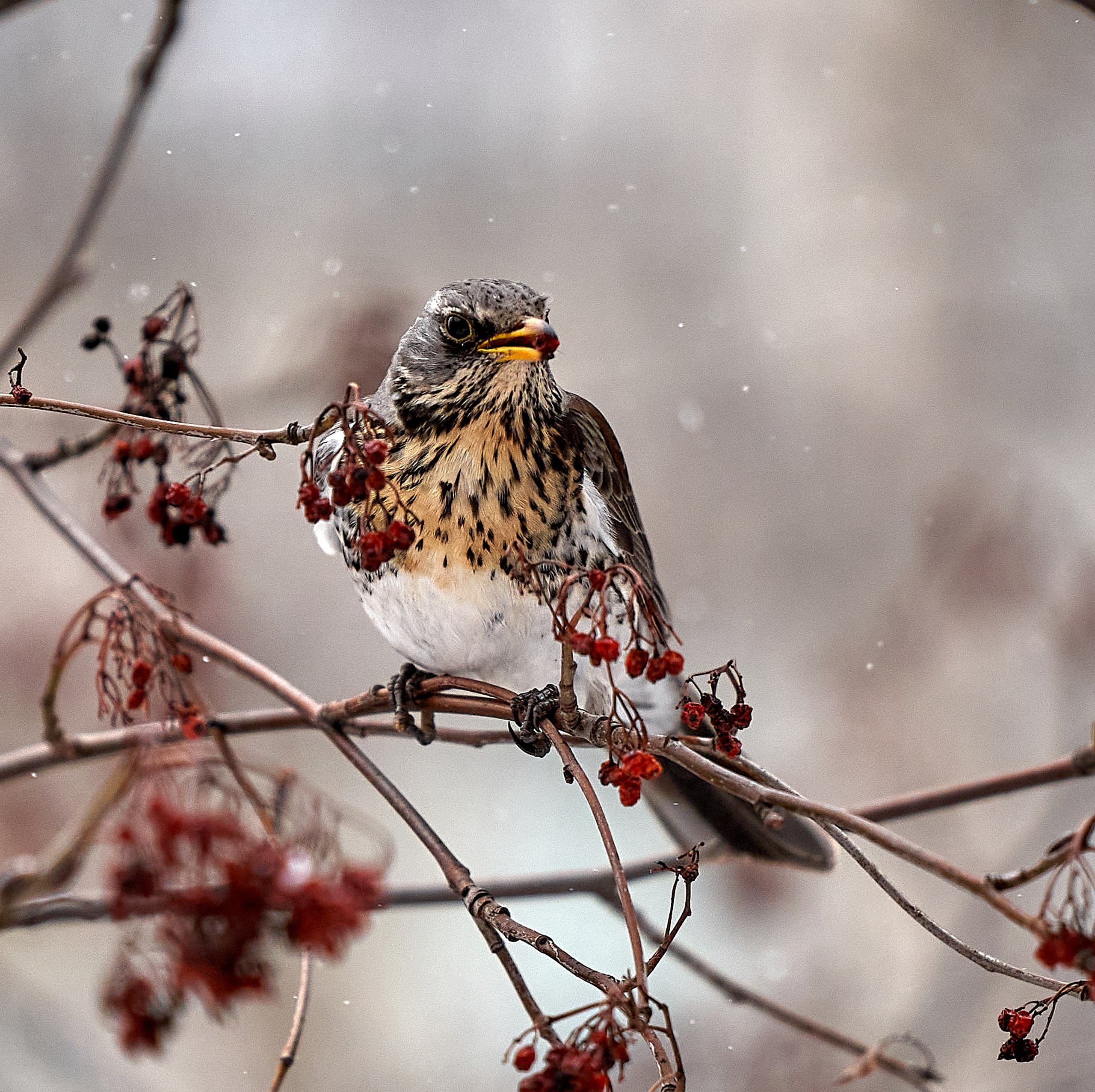 Фото птиц — галерея NATRIEL