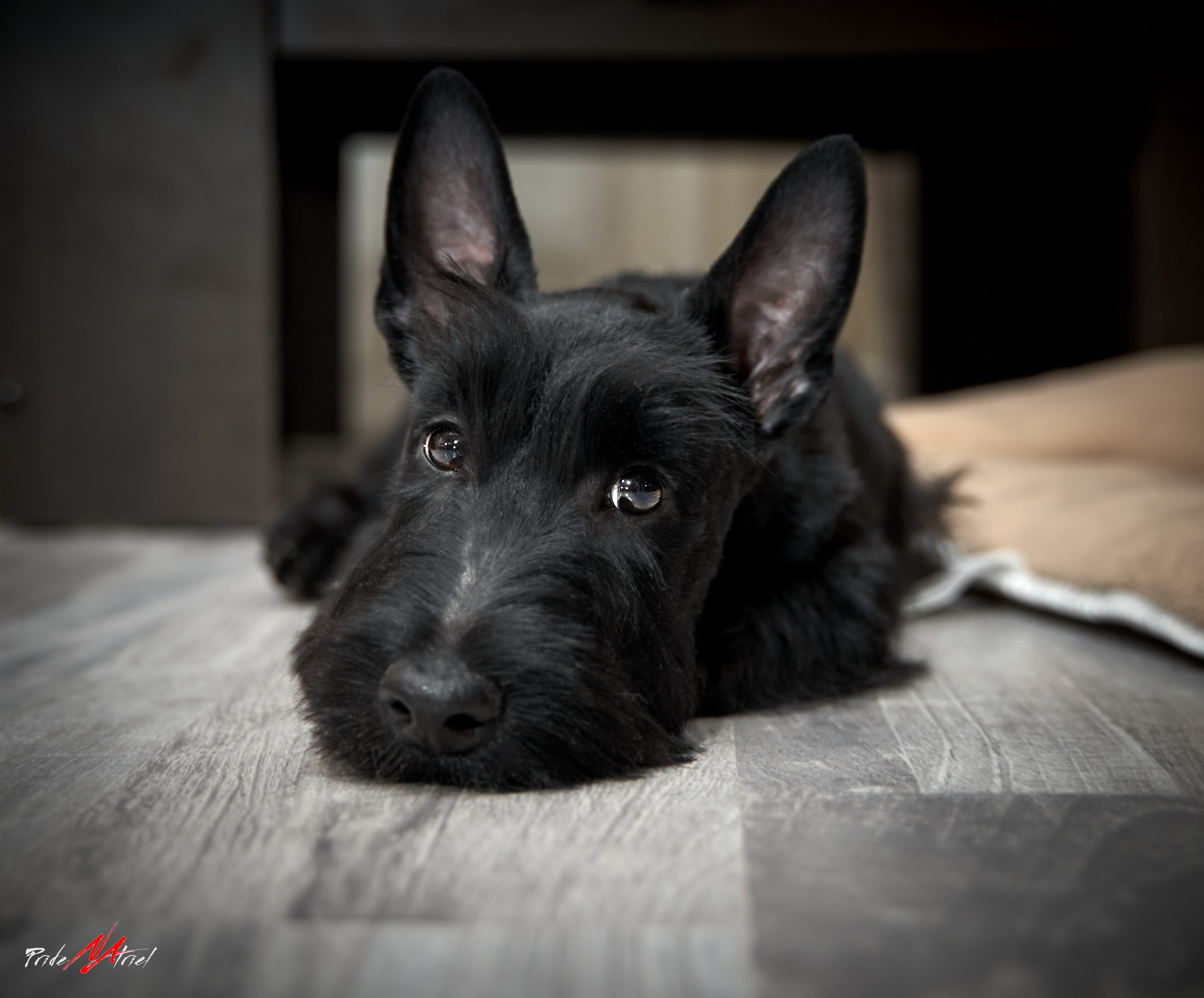 Щенки дома — галерея NATRIEL