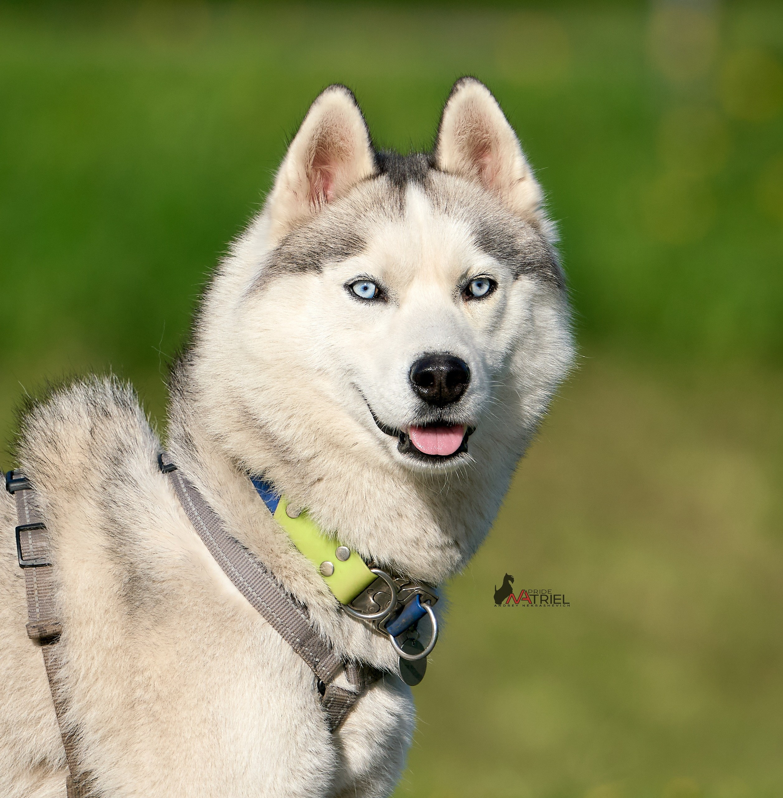 Портреты собак — галерея NATRIEL