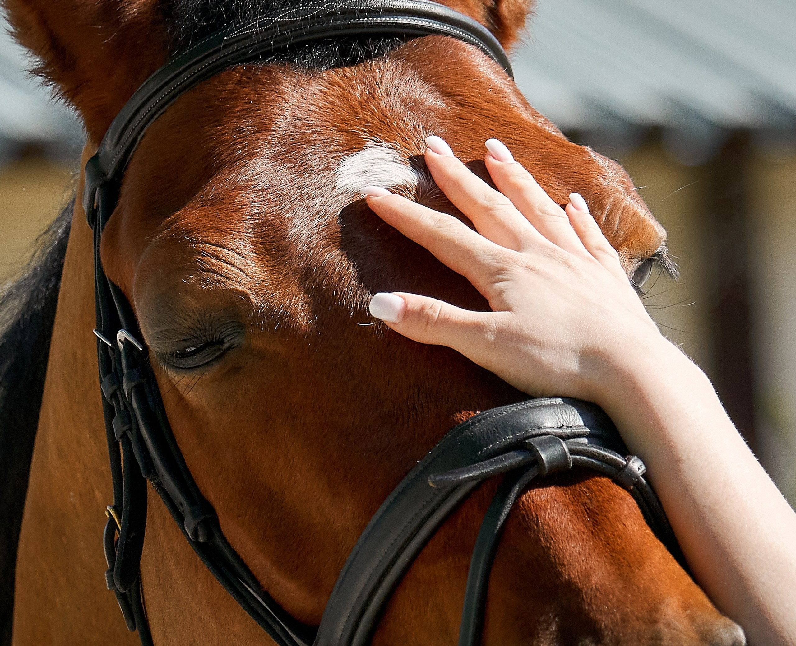 Снимки лошадей — галерея NATRIEL