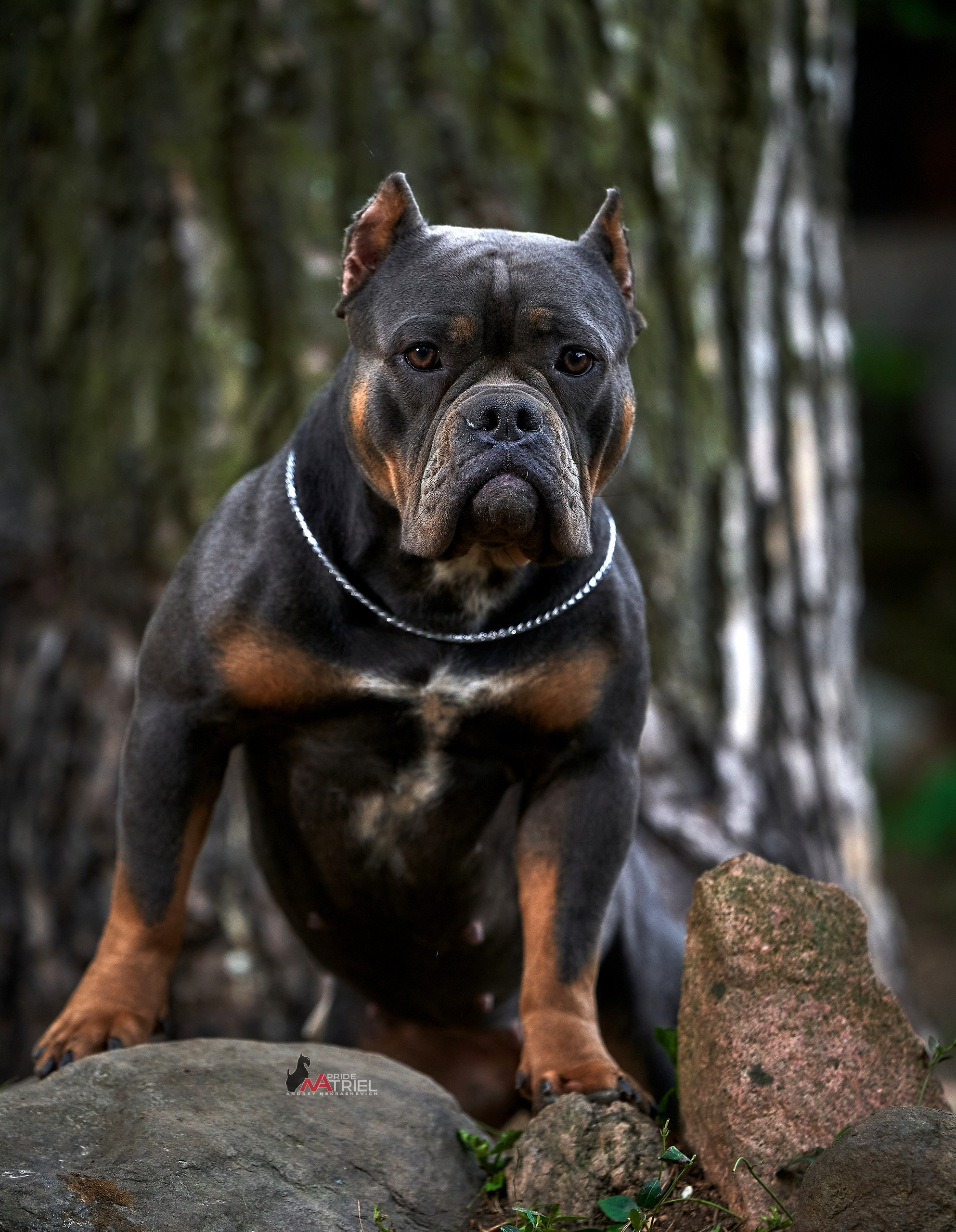 Портреты собак — галерея NATRIEL