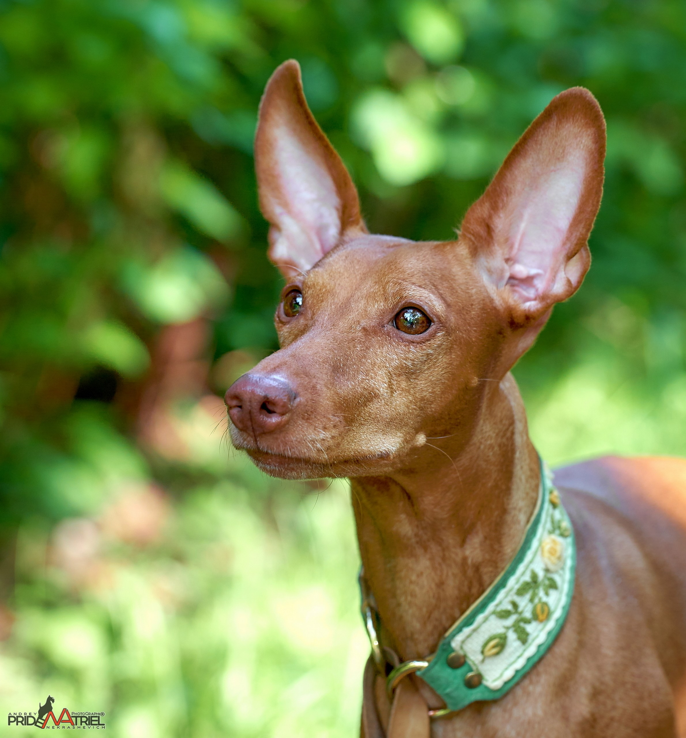 Портреты собак — галерея NATRIEL