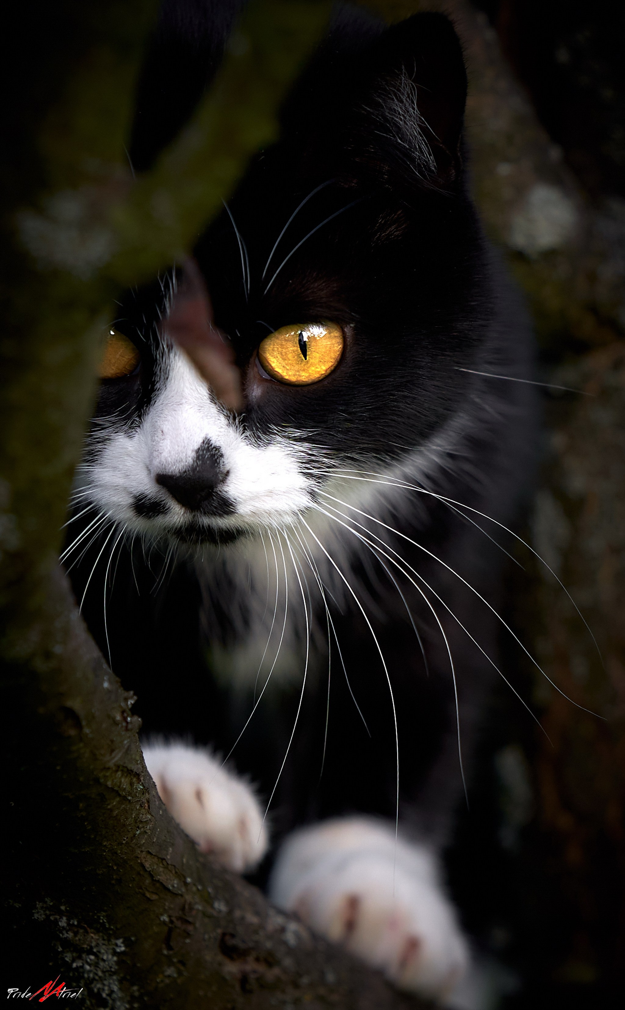 Домашние кошки — галерея NATRIEL