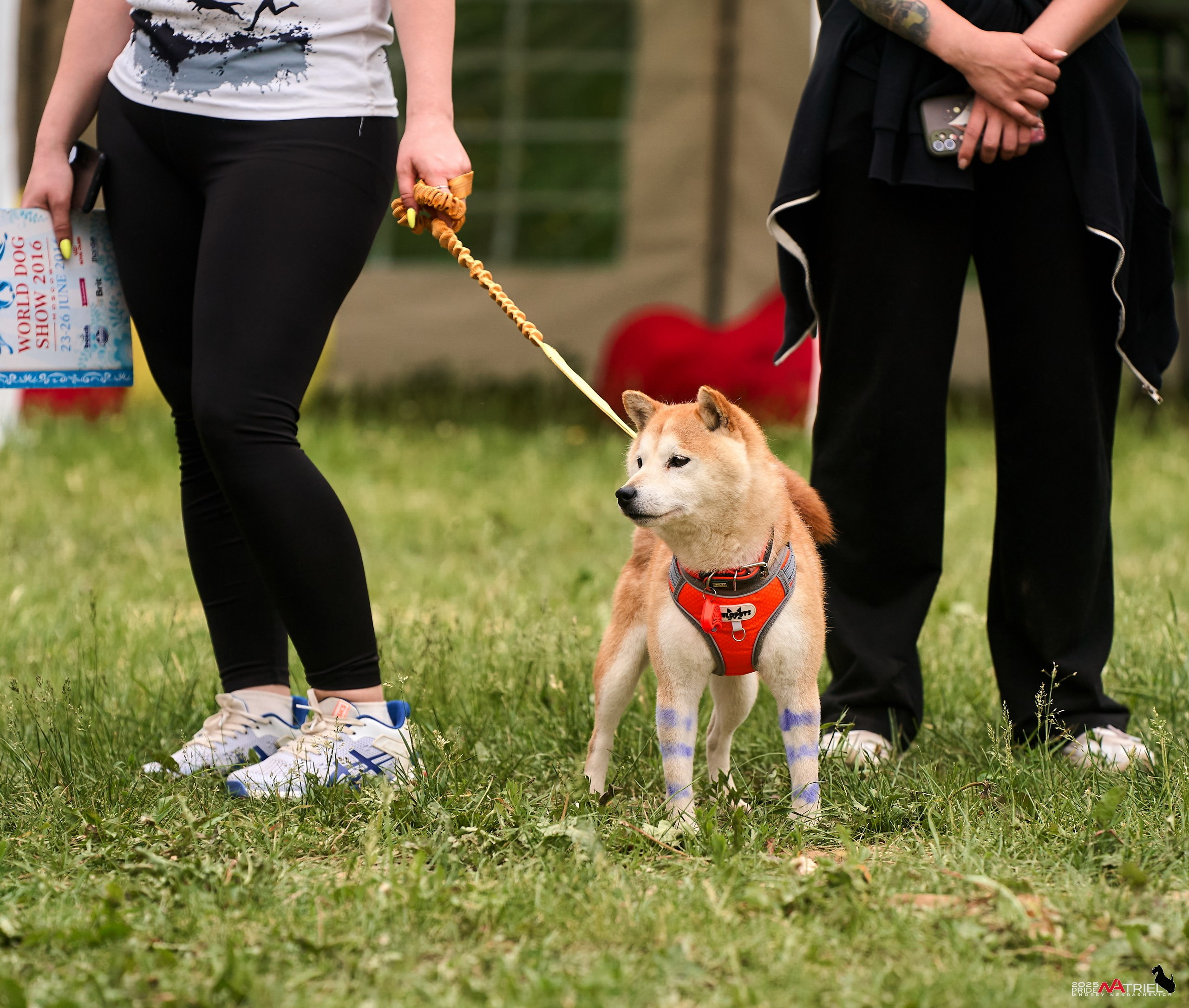 Russian Extreme Dog Trail — 2025