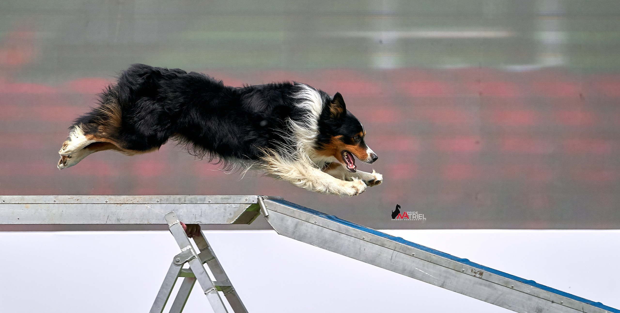 Аджилити — галерея NATRIEL