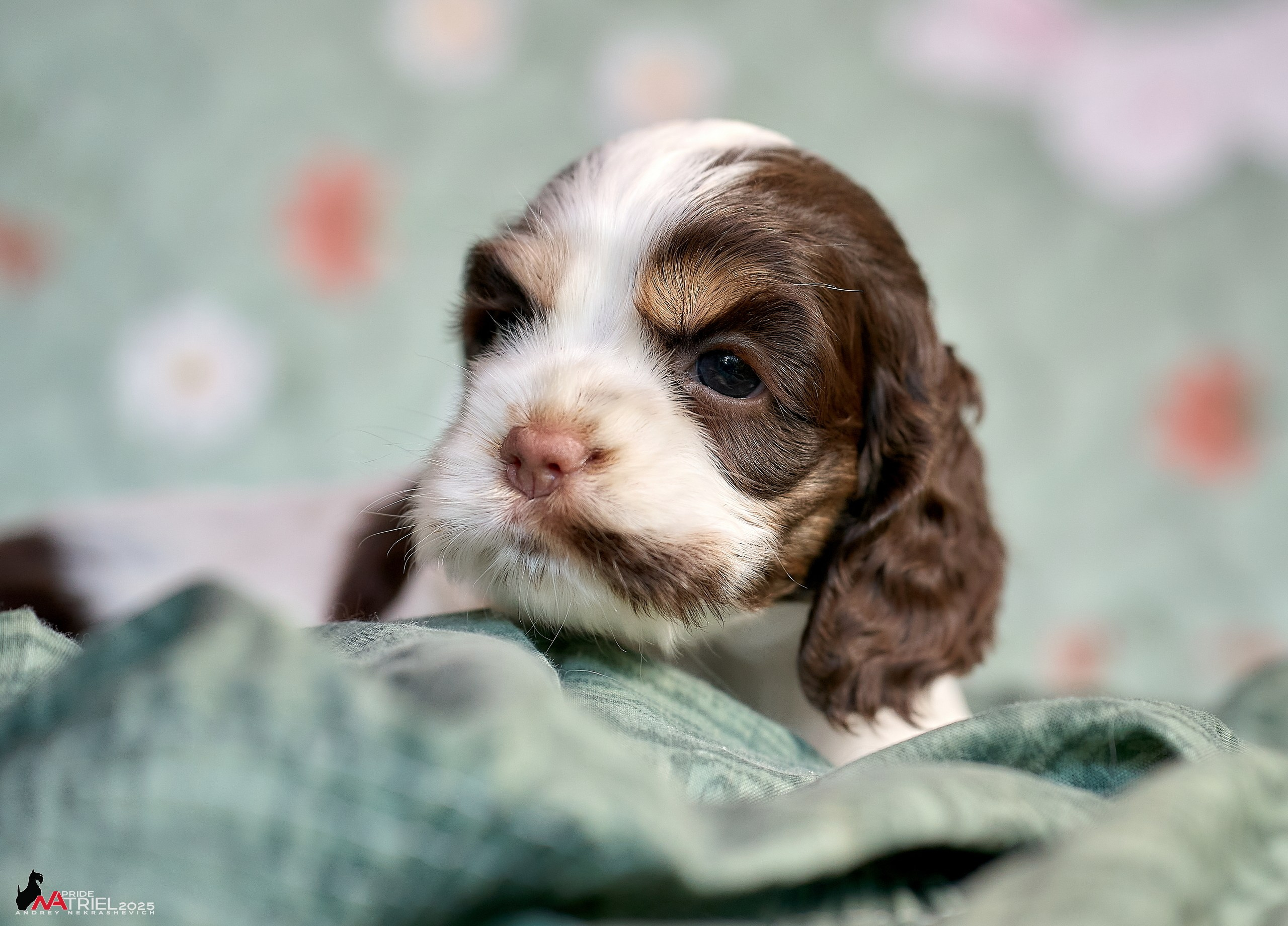 Щенки АмКокеров