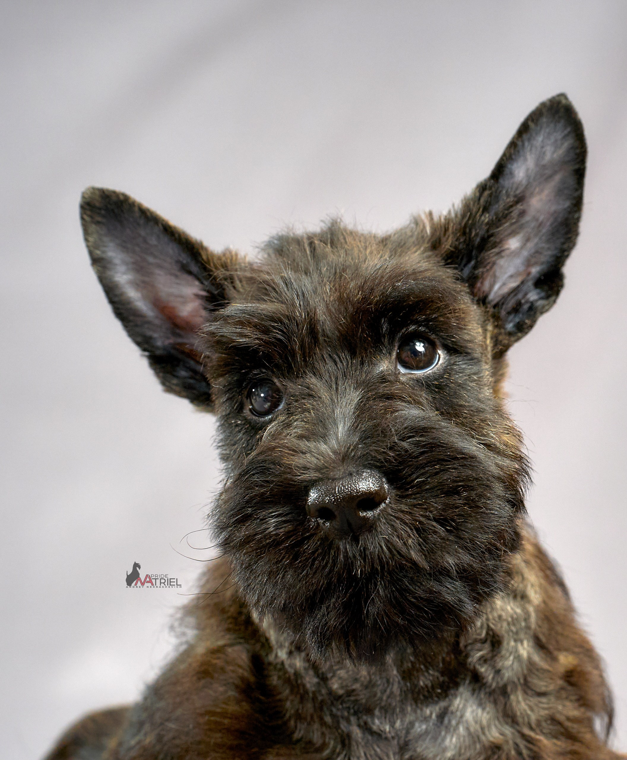 Съемка щенков скотч-терьеров