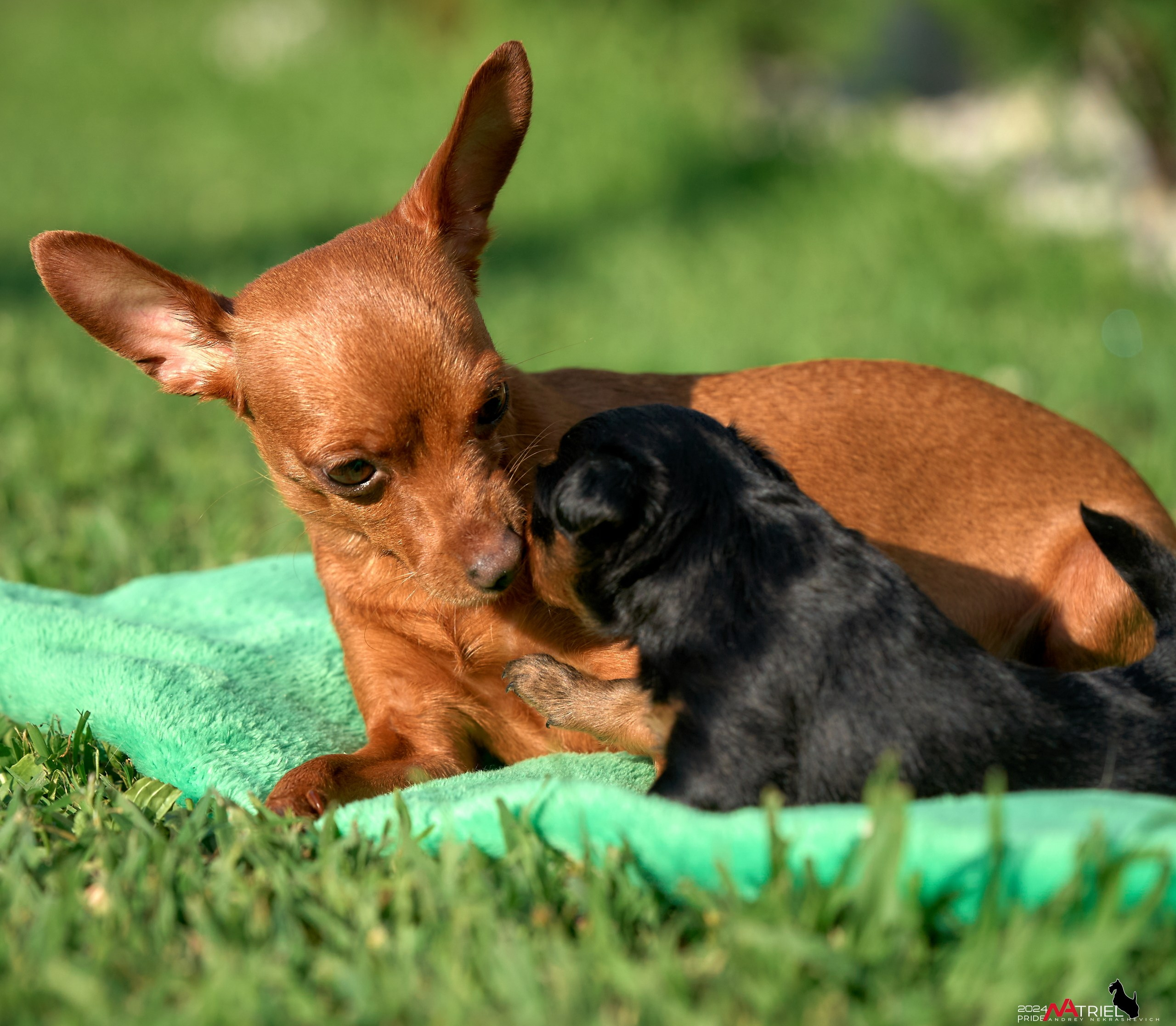 Фотопрогулка с крысариками