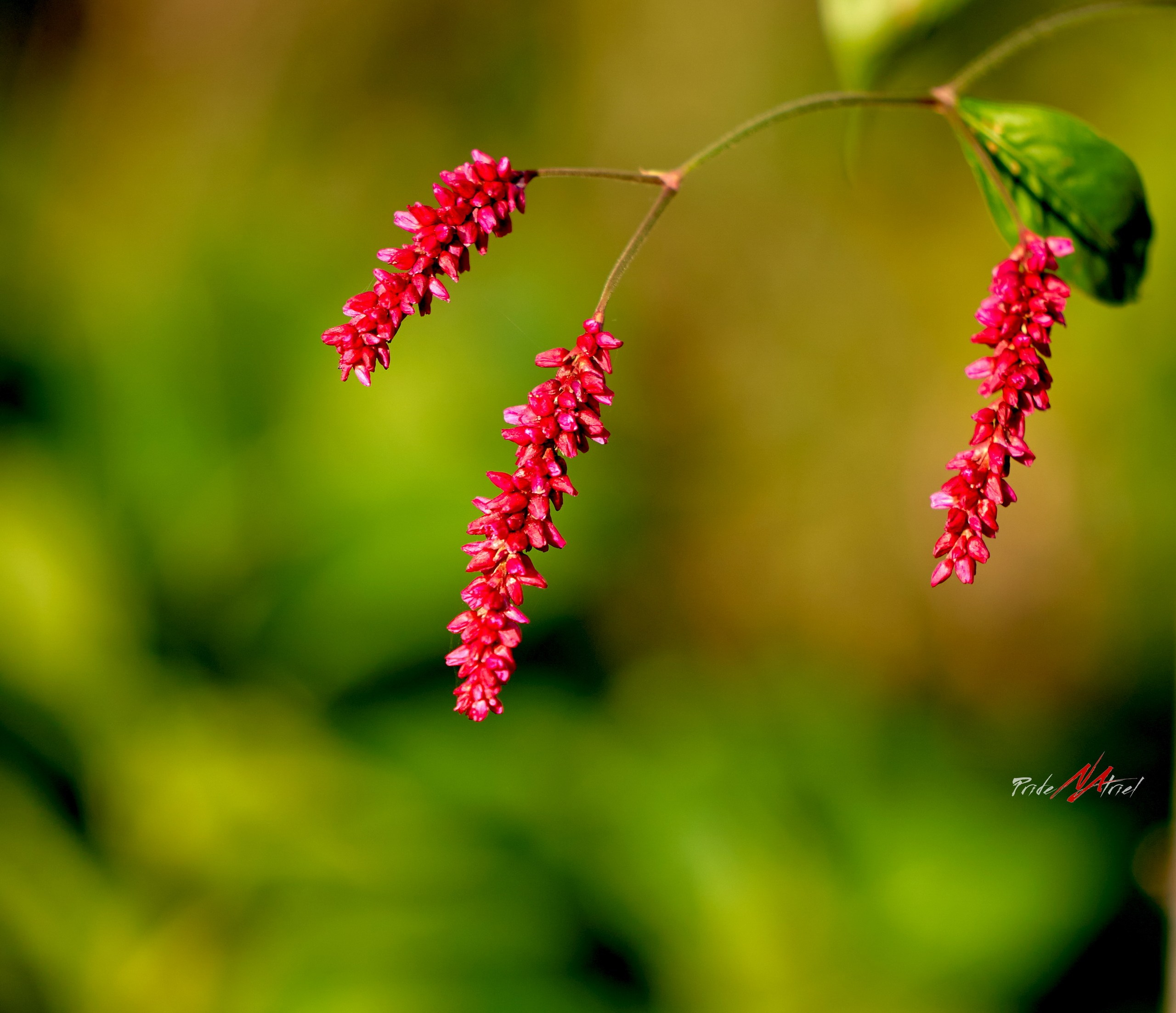 Лютики-цветочки — галерея NATRIEL