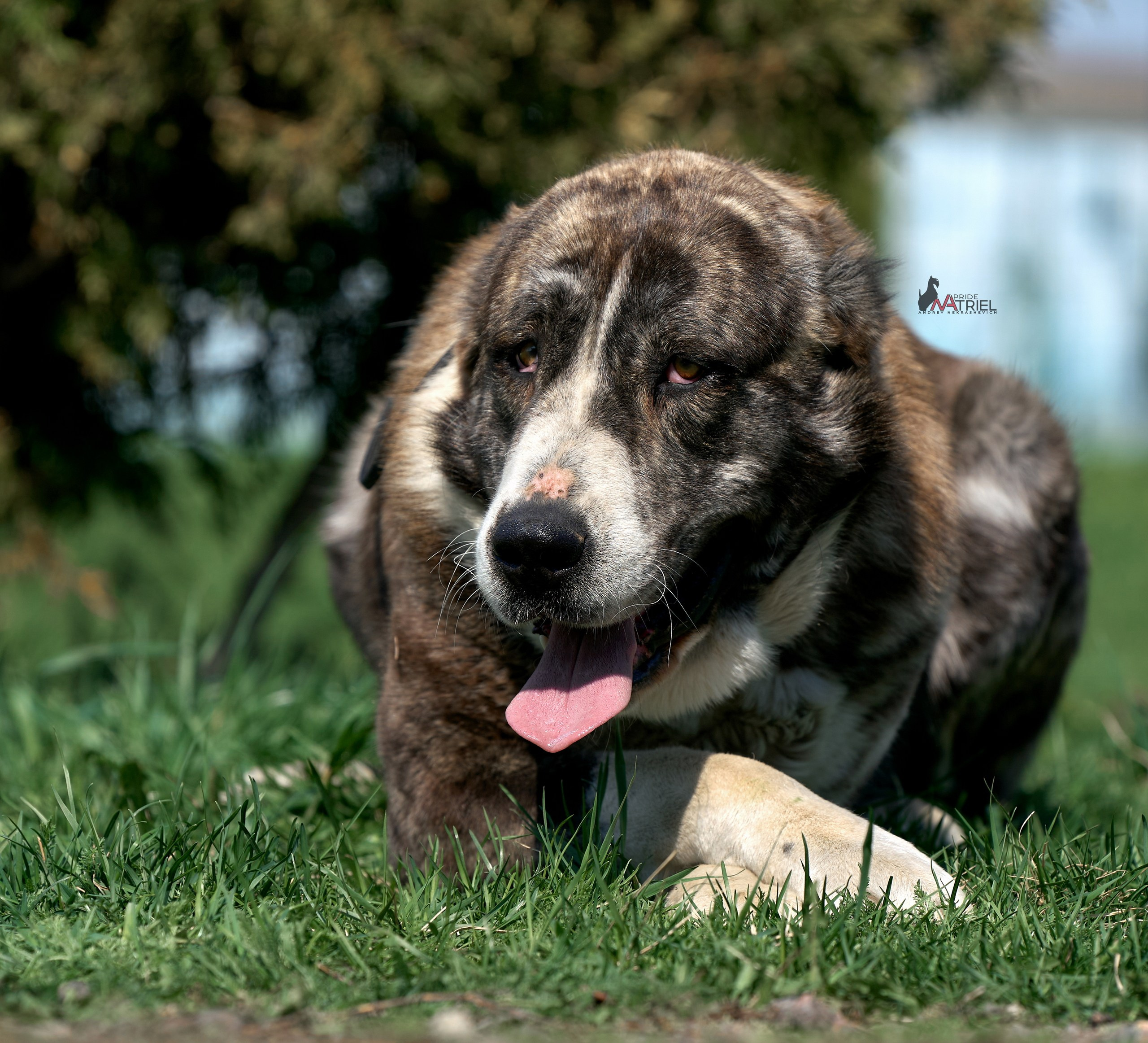 Среднеазиаты — щенки и взрослые
