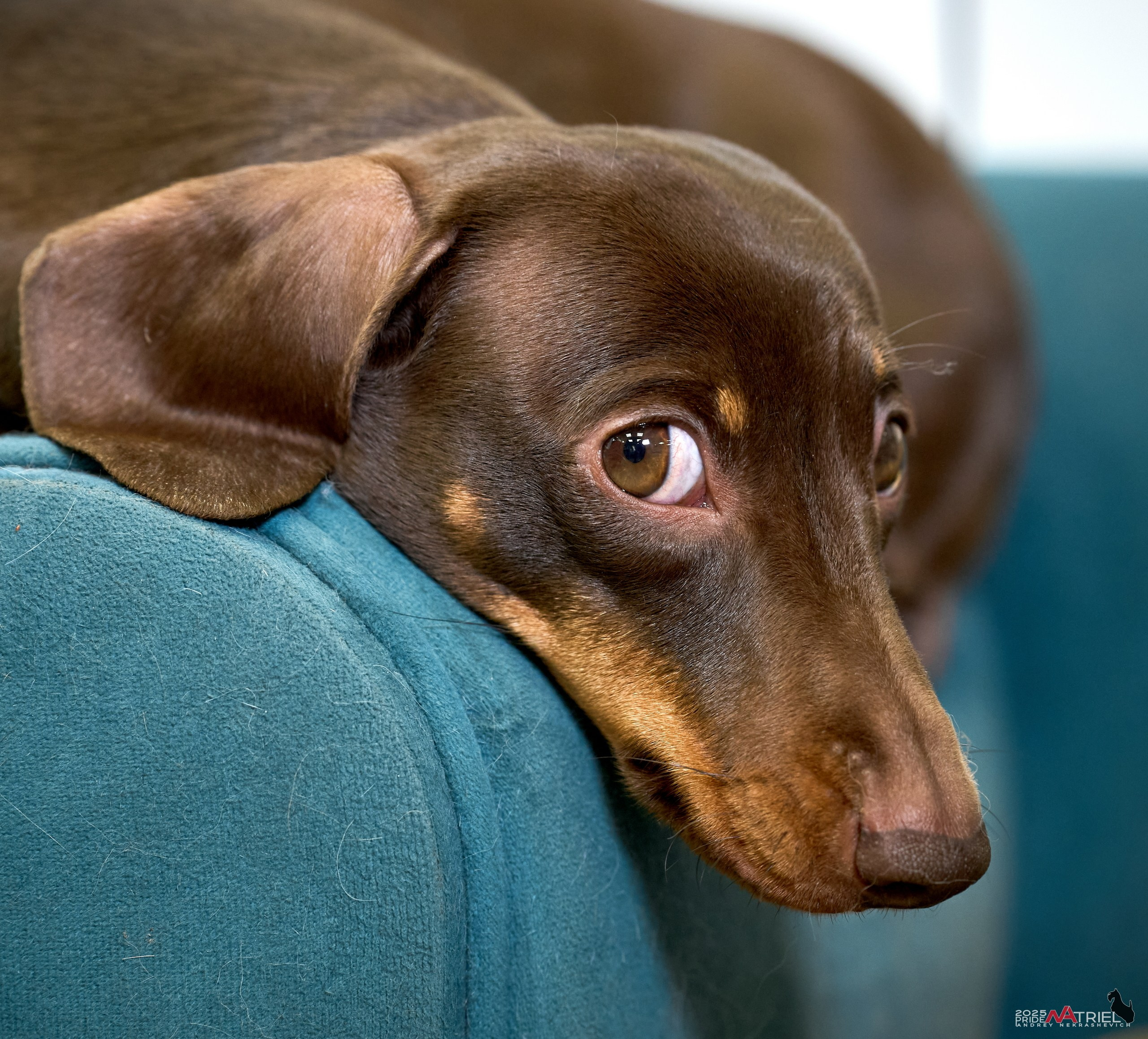 Портреты собак — галерея NATRIEL