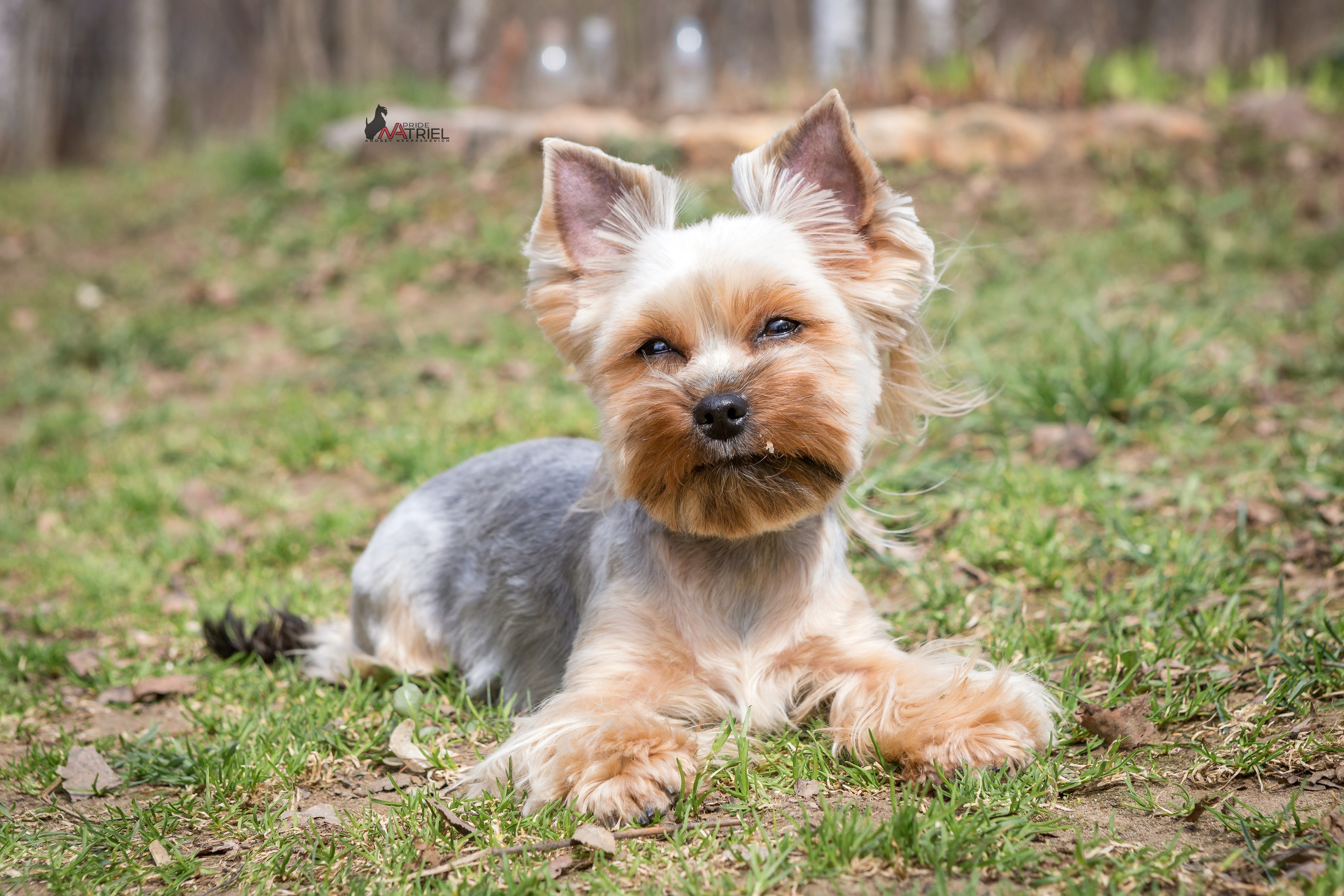 Йоркширский терьер Циля